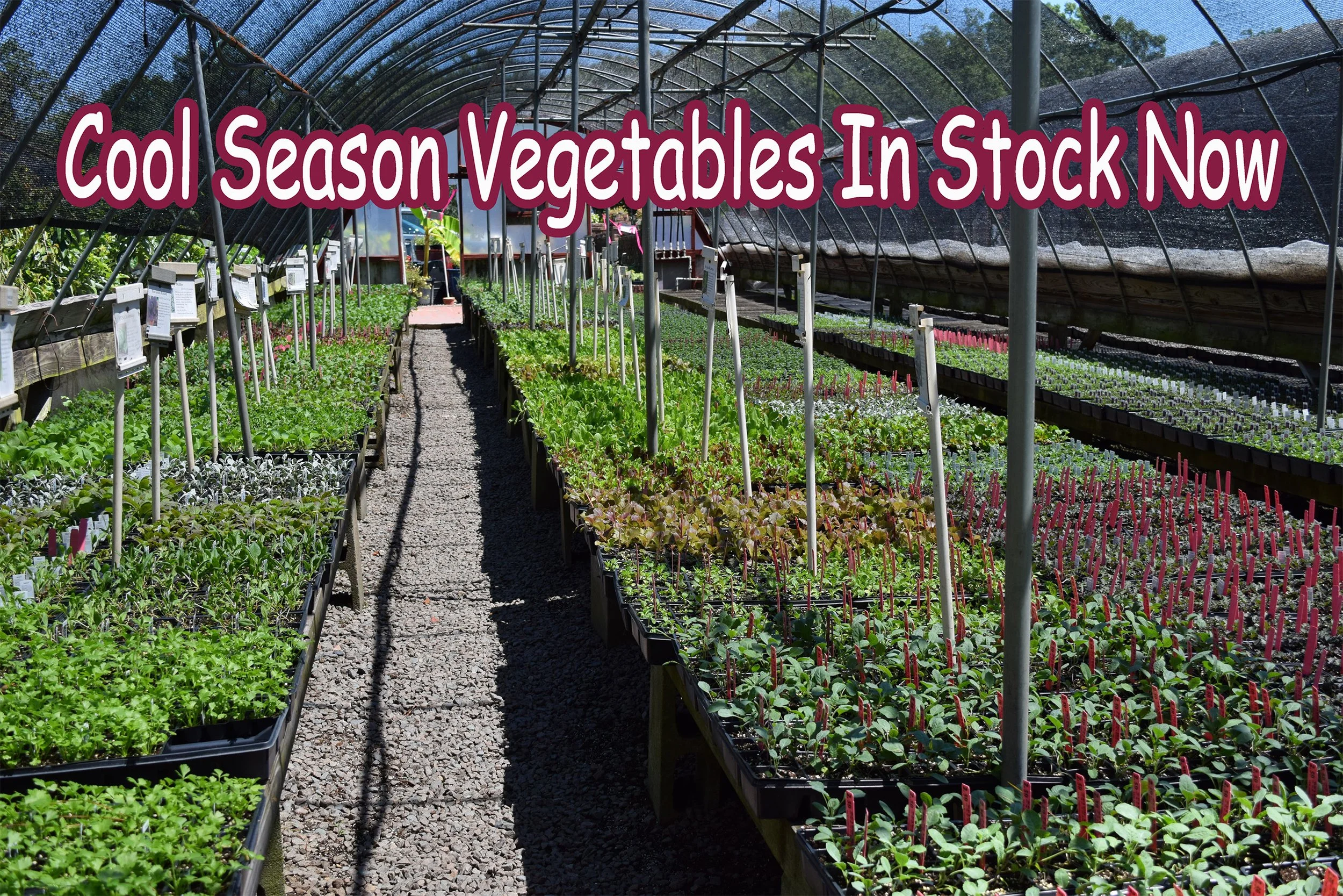 cool season veggies.jpg