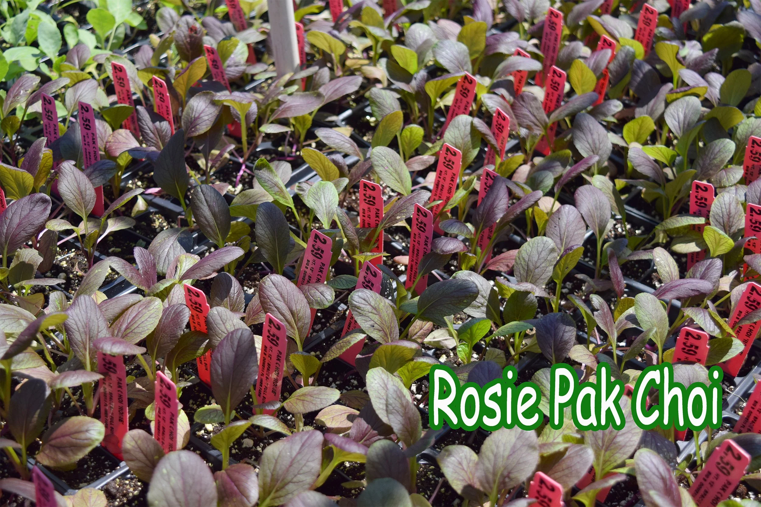 rosie pak choi.jpg