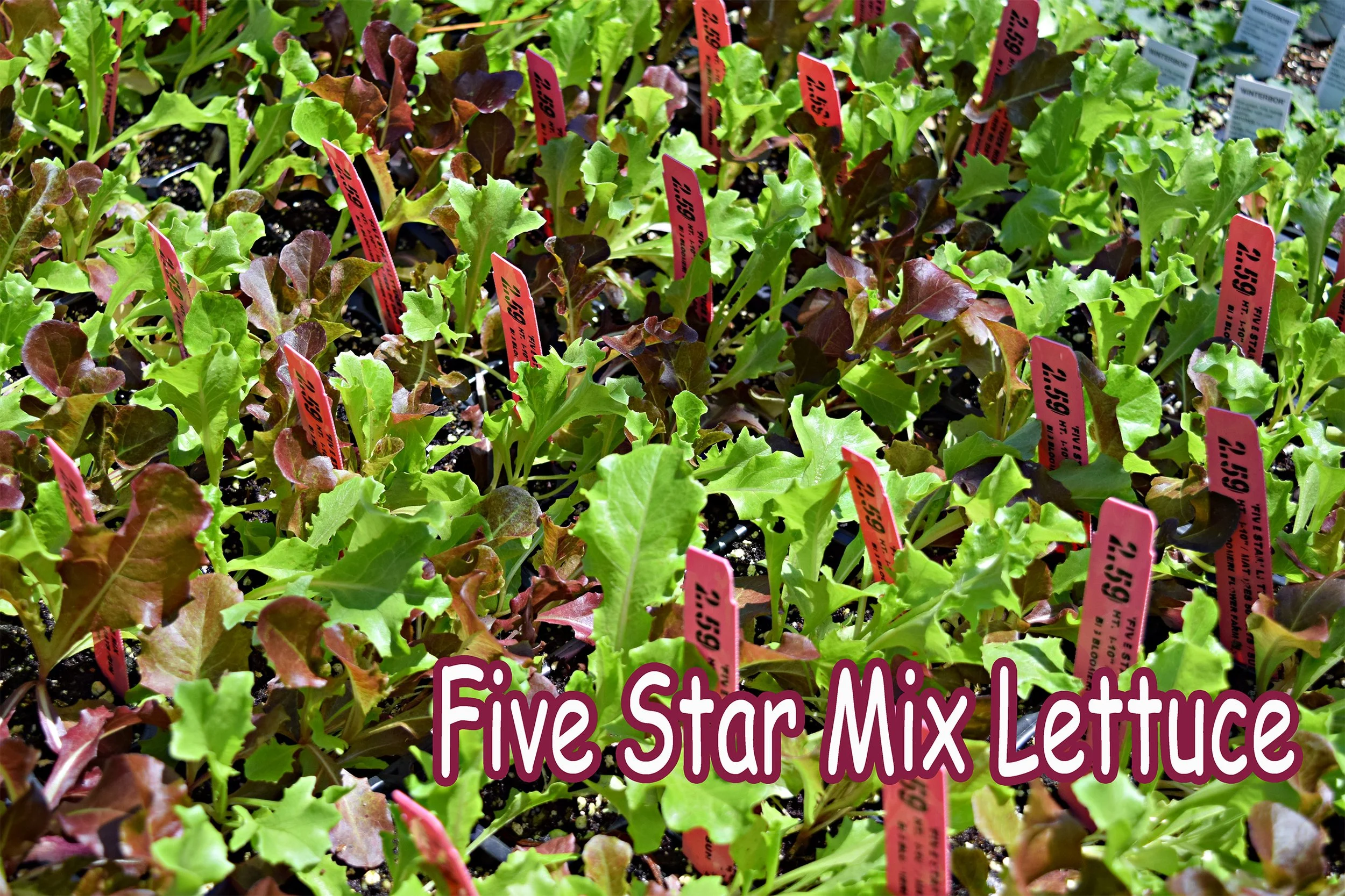 five star mix lettuce.jpg