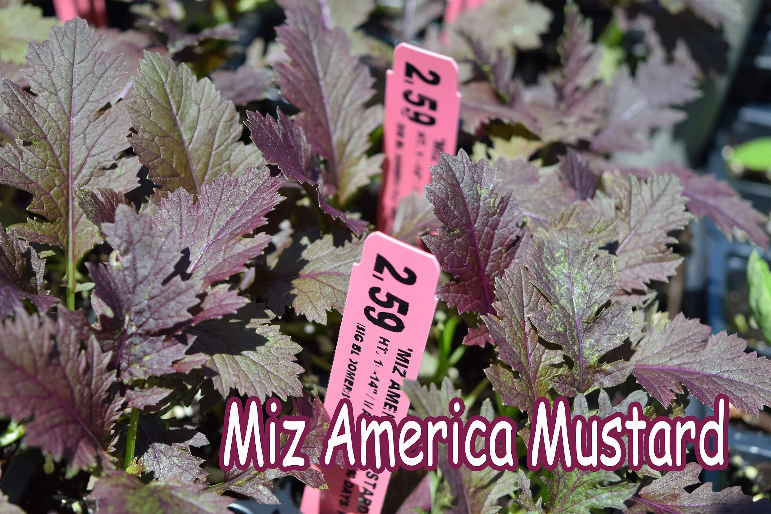 miz america mustard.jpg