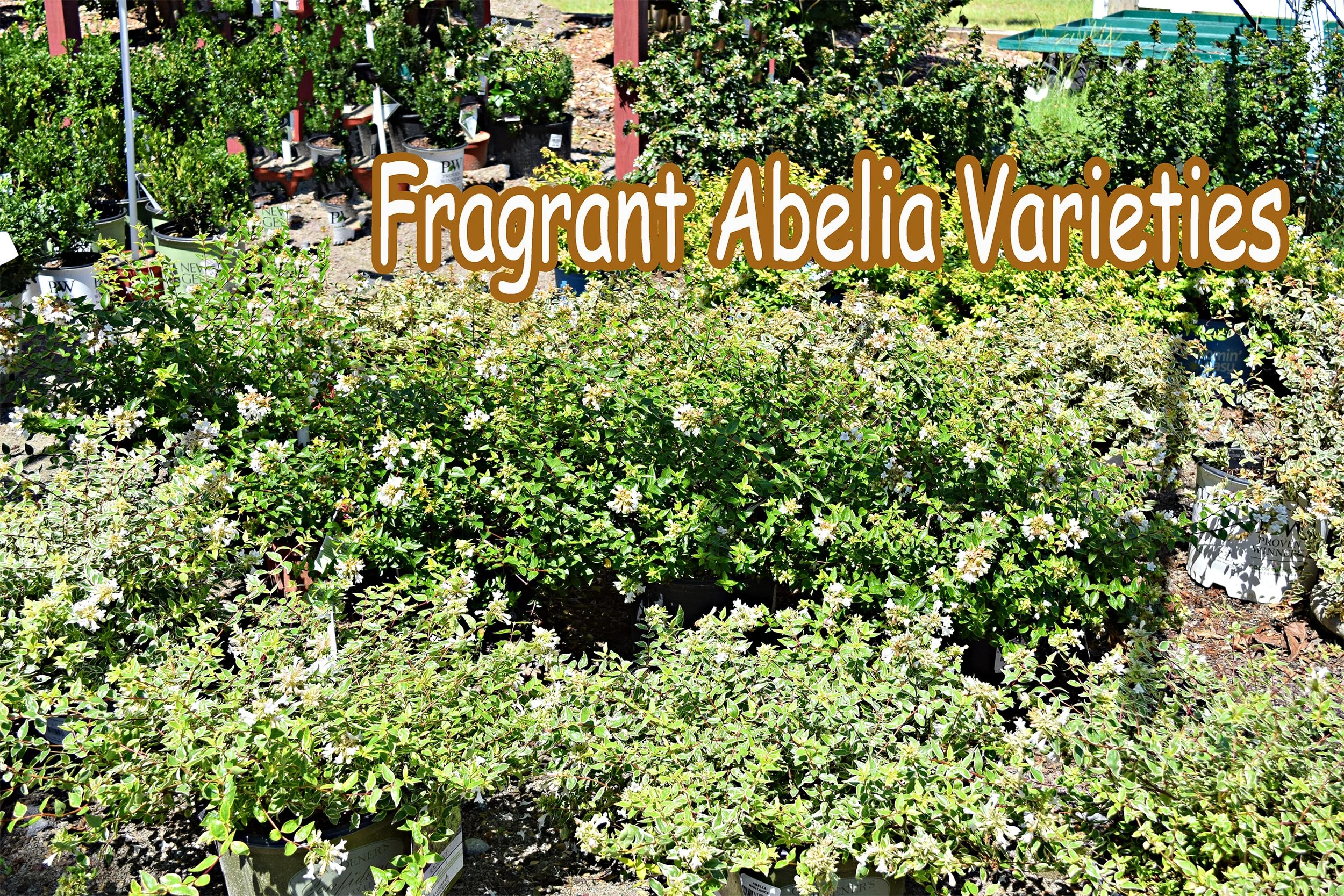 abelia varieties.jpg