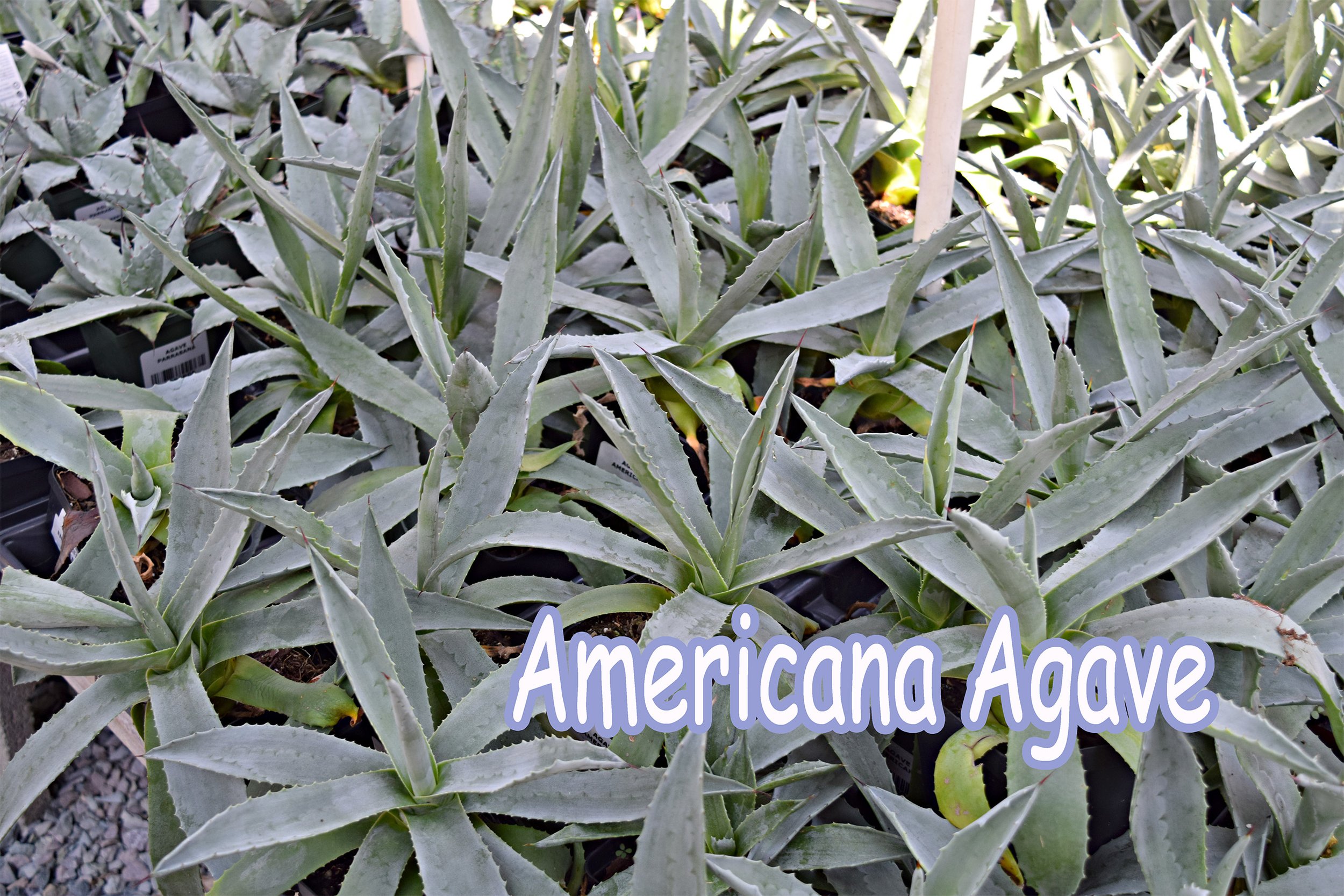 agave.jpg