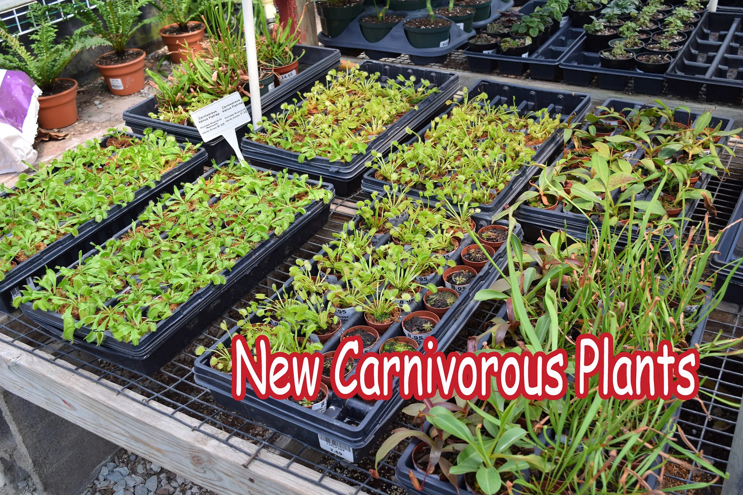carnivorous plants.jpg