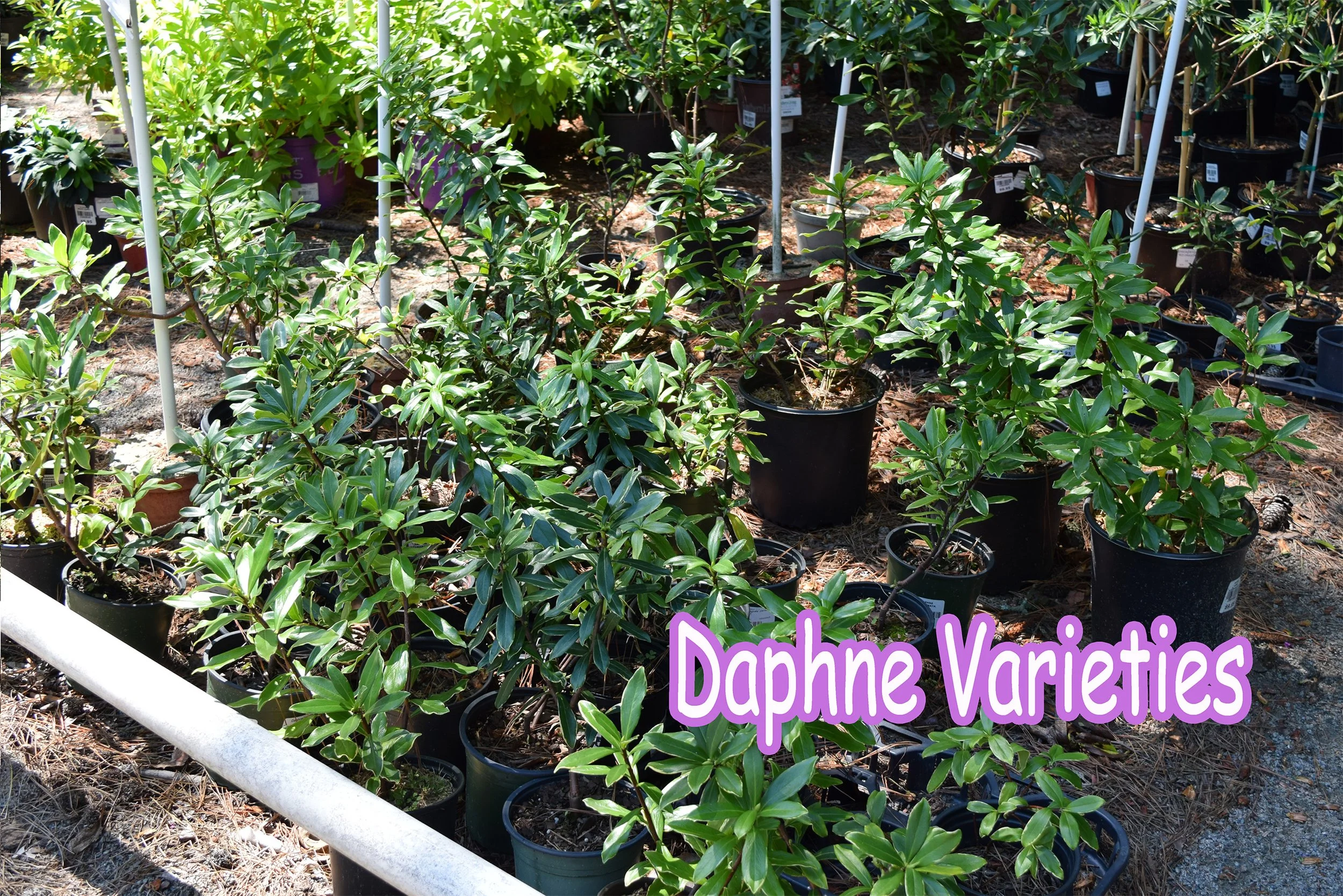 daphne.jpg