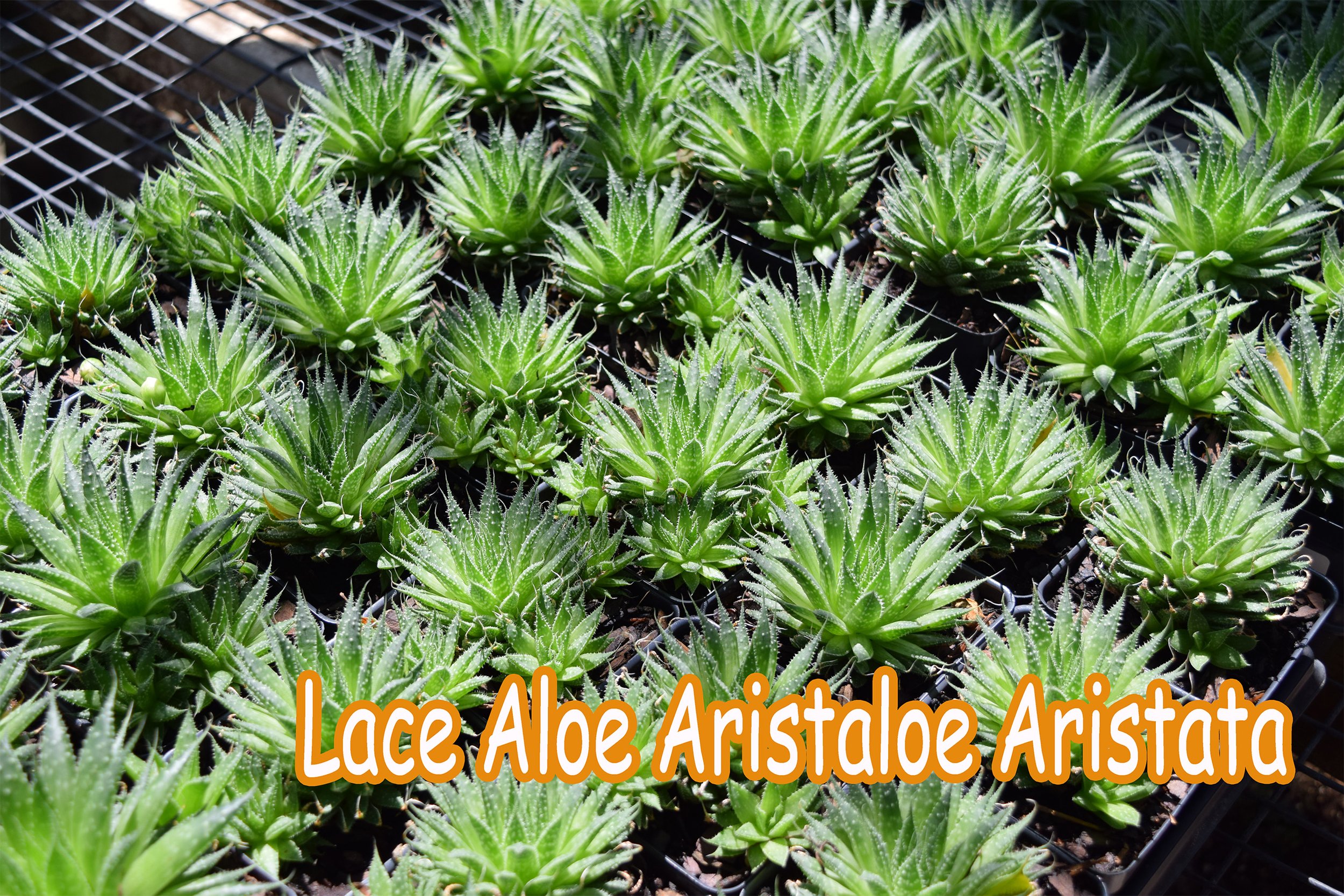 lace aloe.jpg