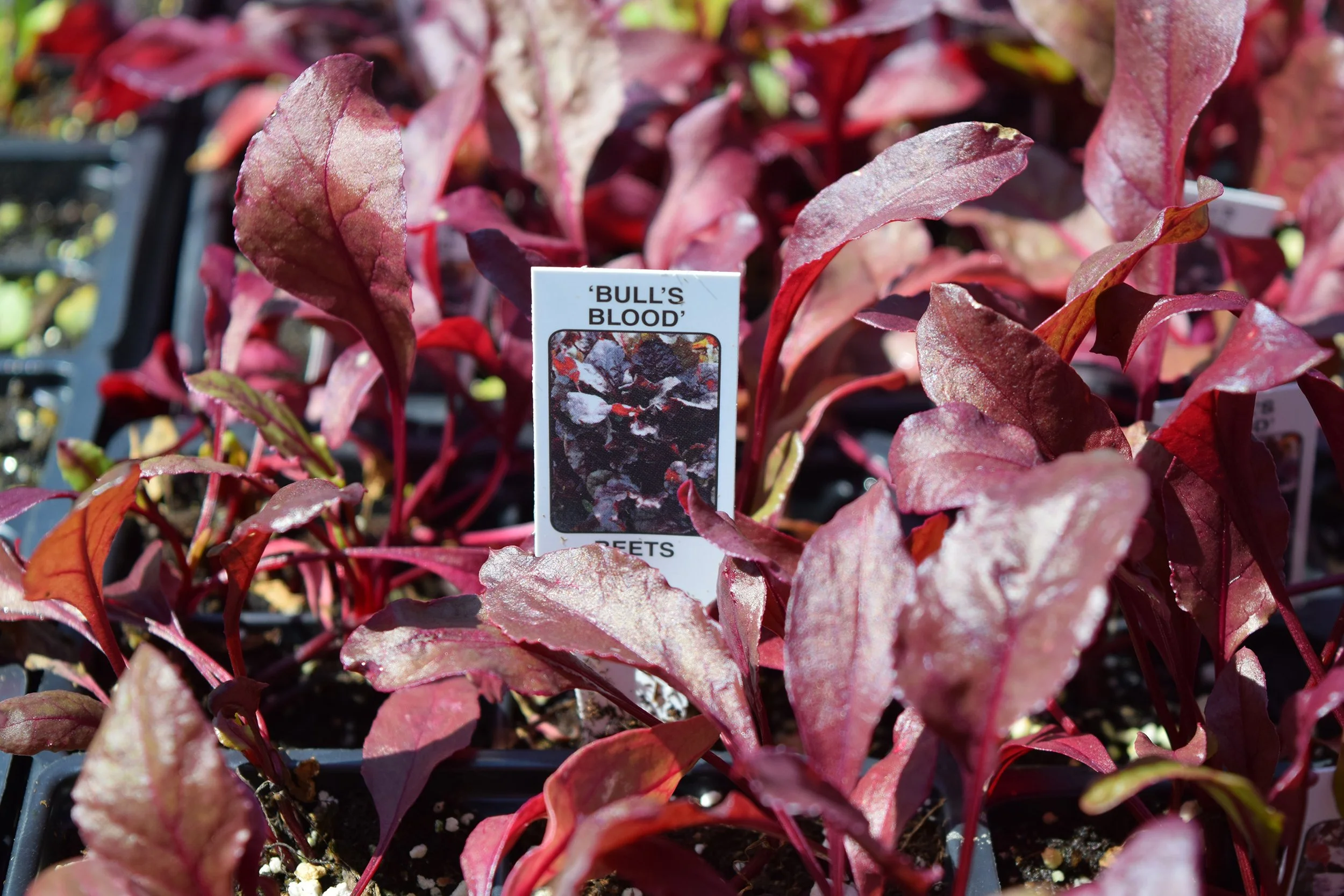beets.jpg