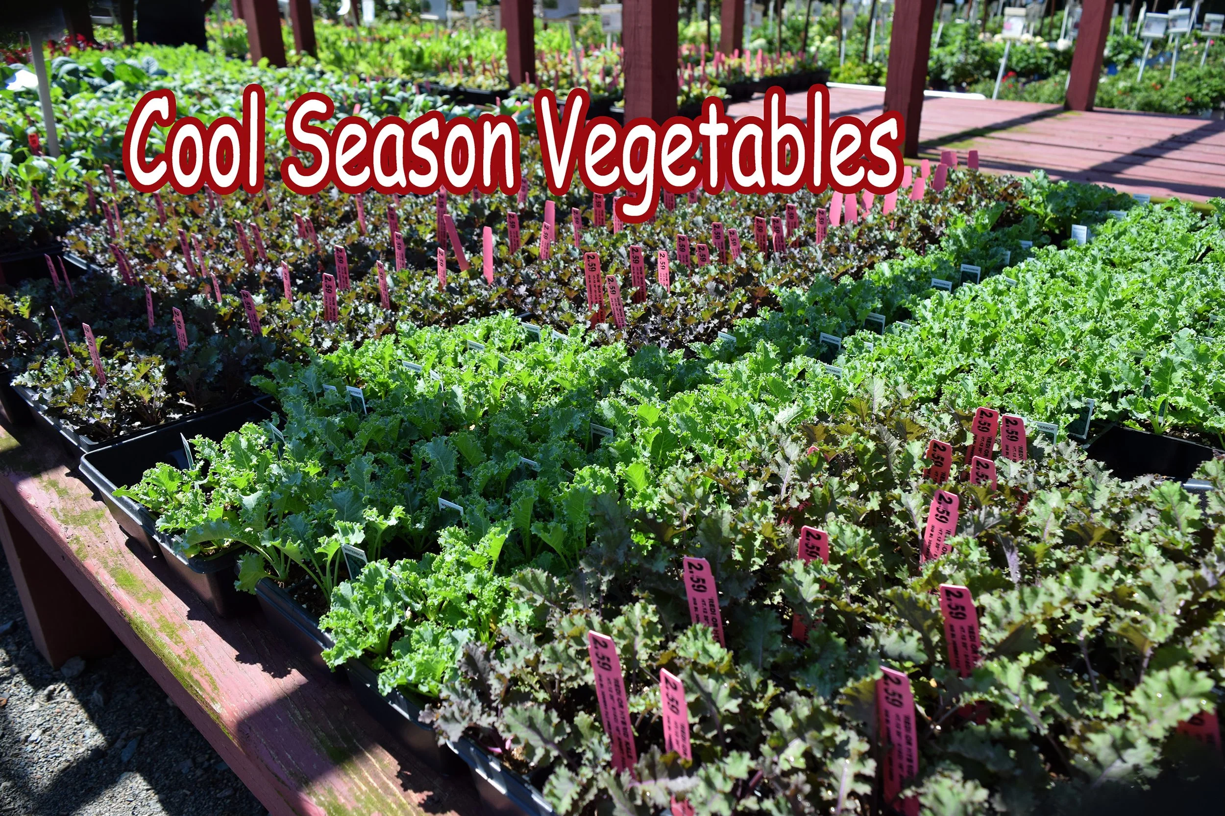 cool season veg.jpg