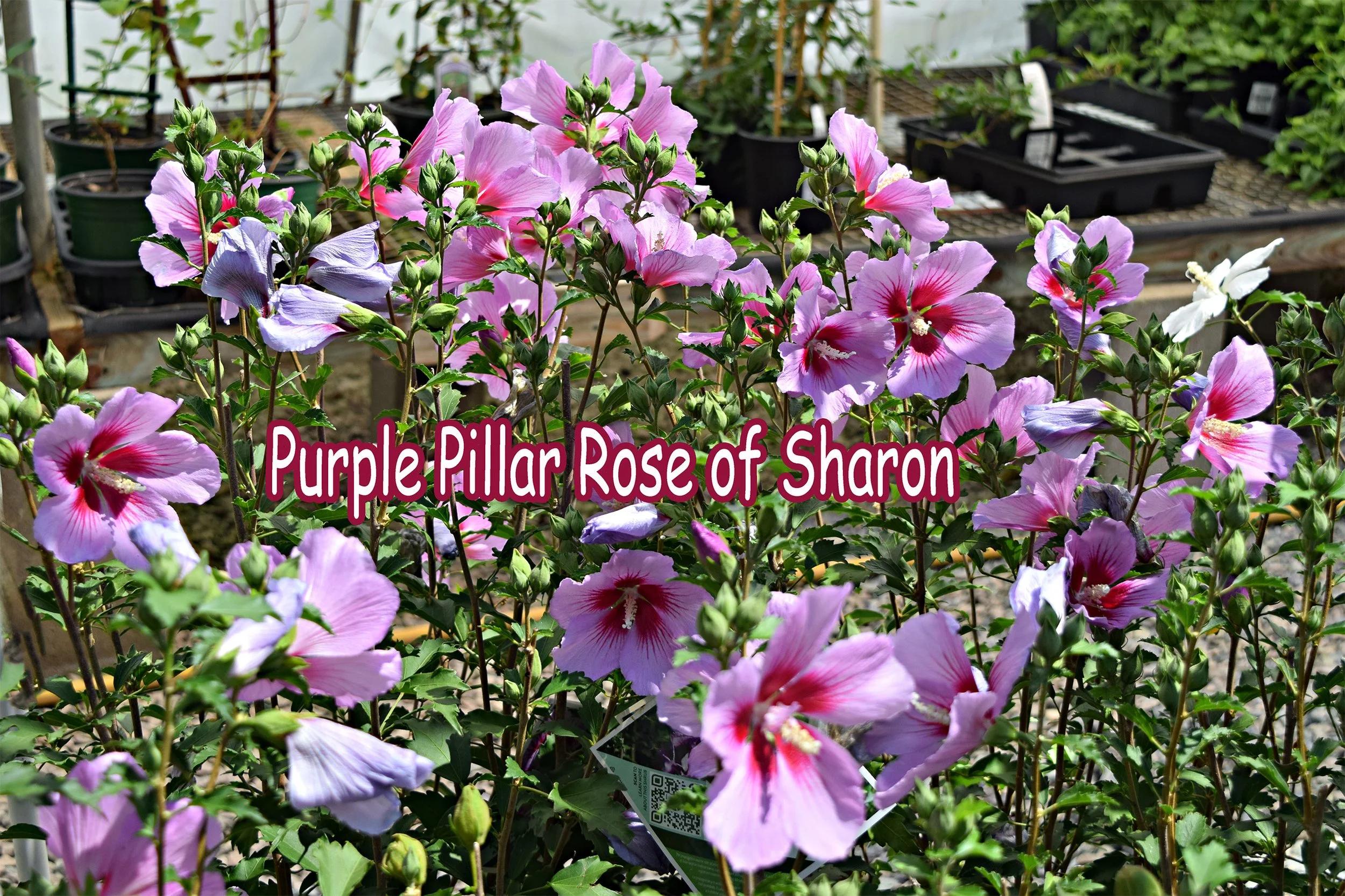 purple pillar rose of sharon.jpg