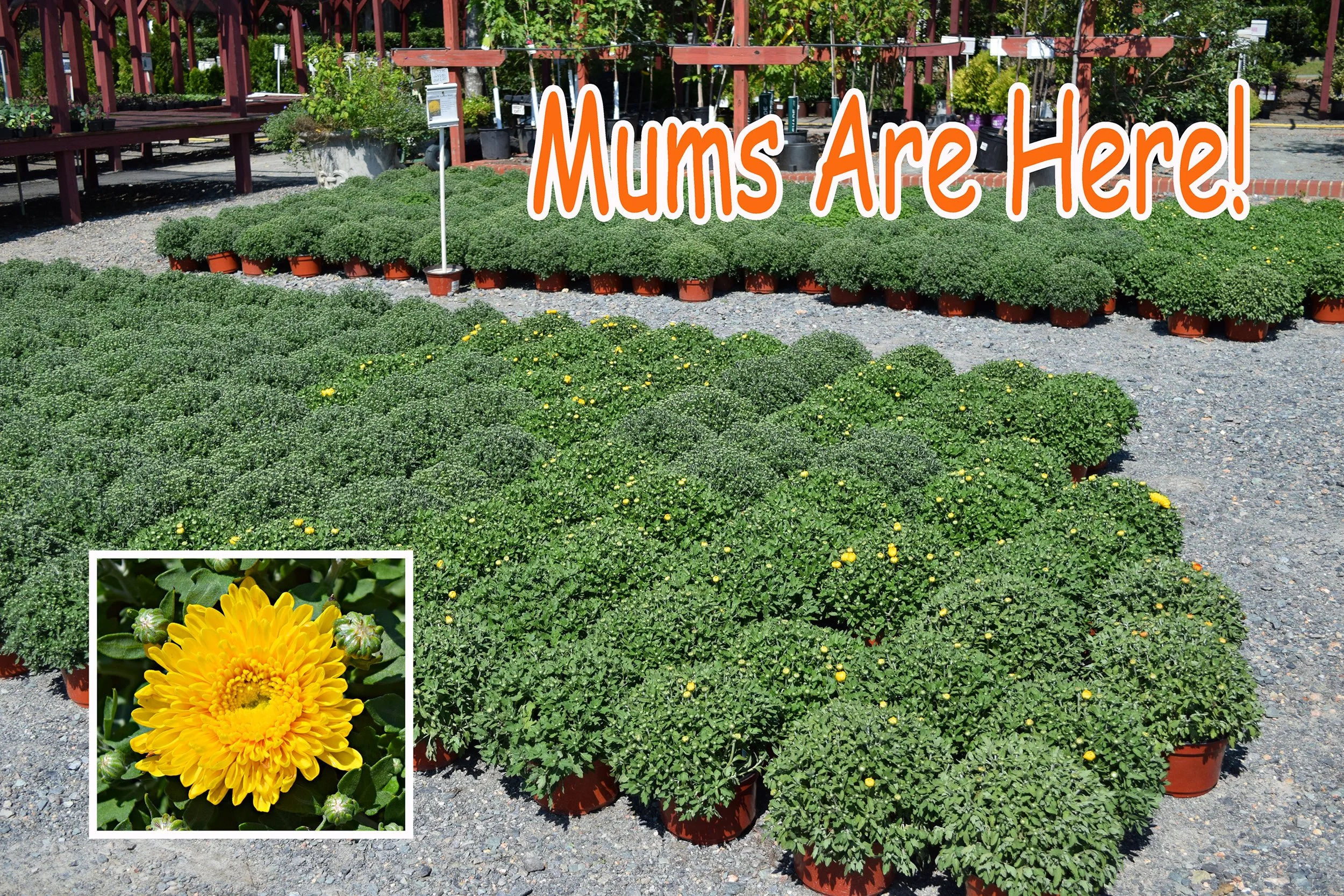 mums.jpg