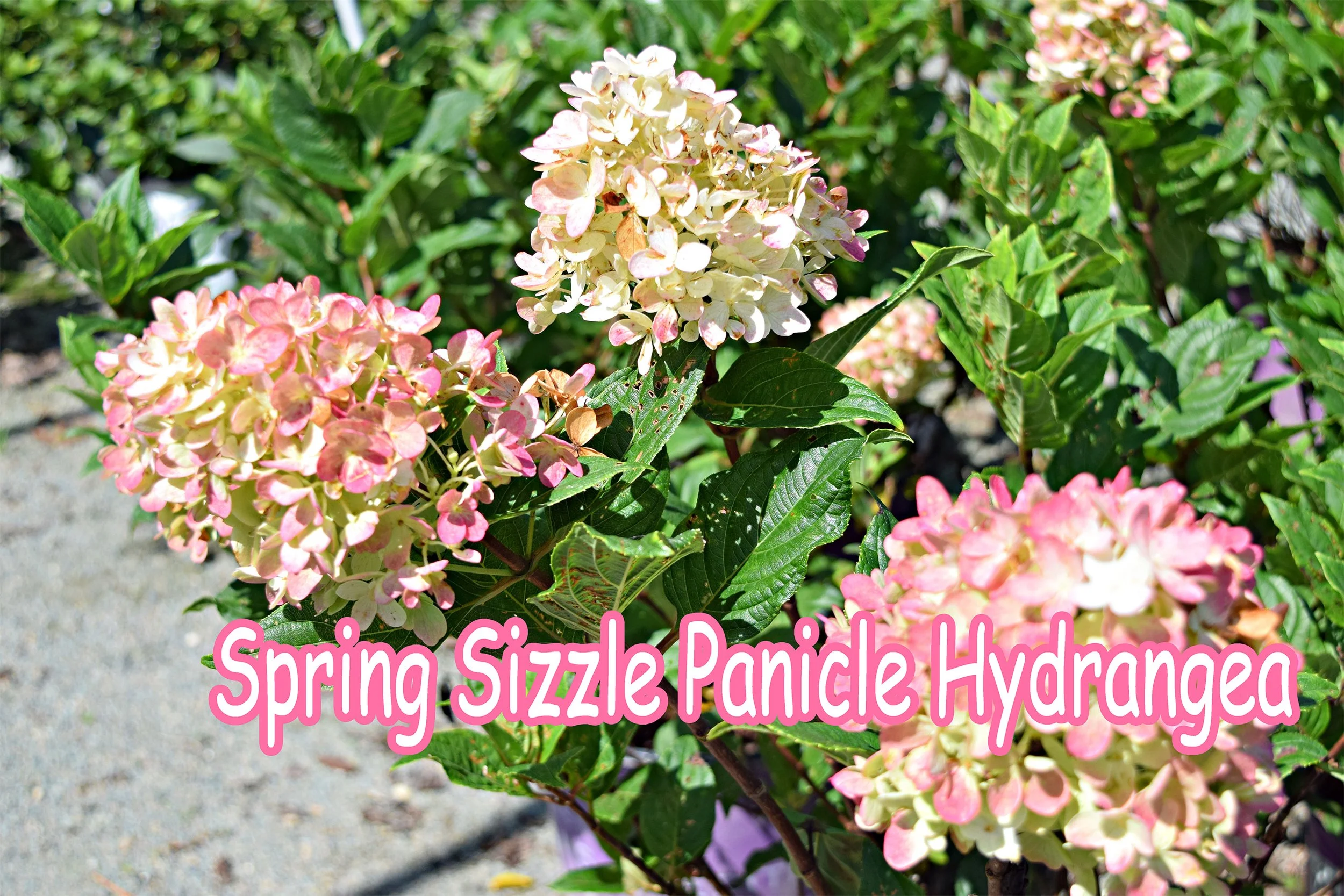spring sizzle hydrangea.jpg