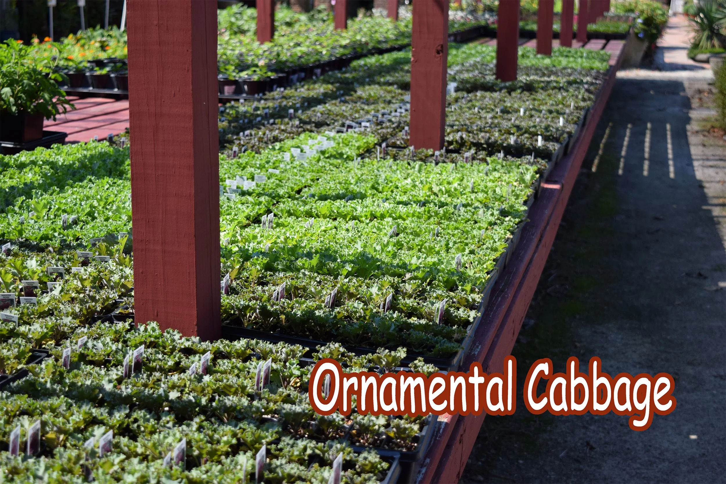 ornamental cabbage.jpg