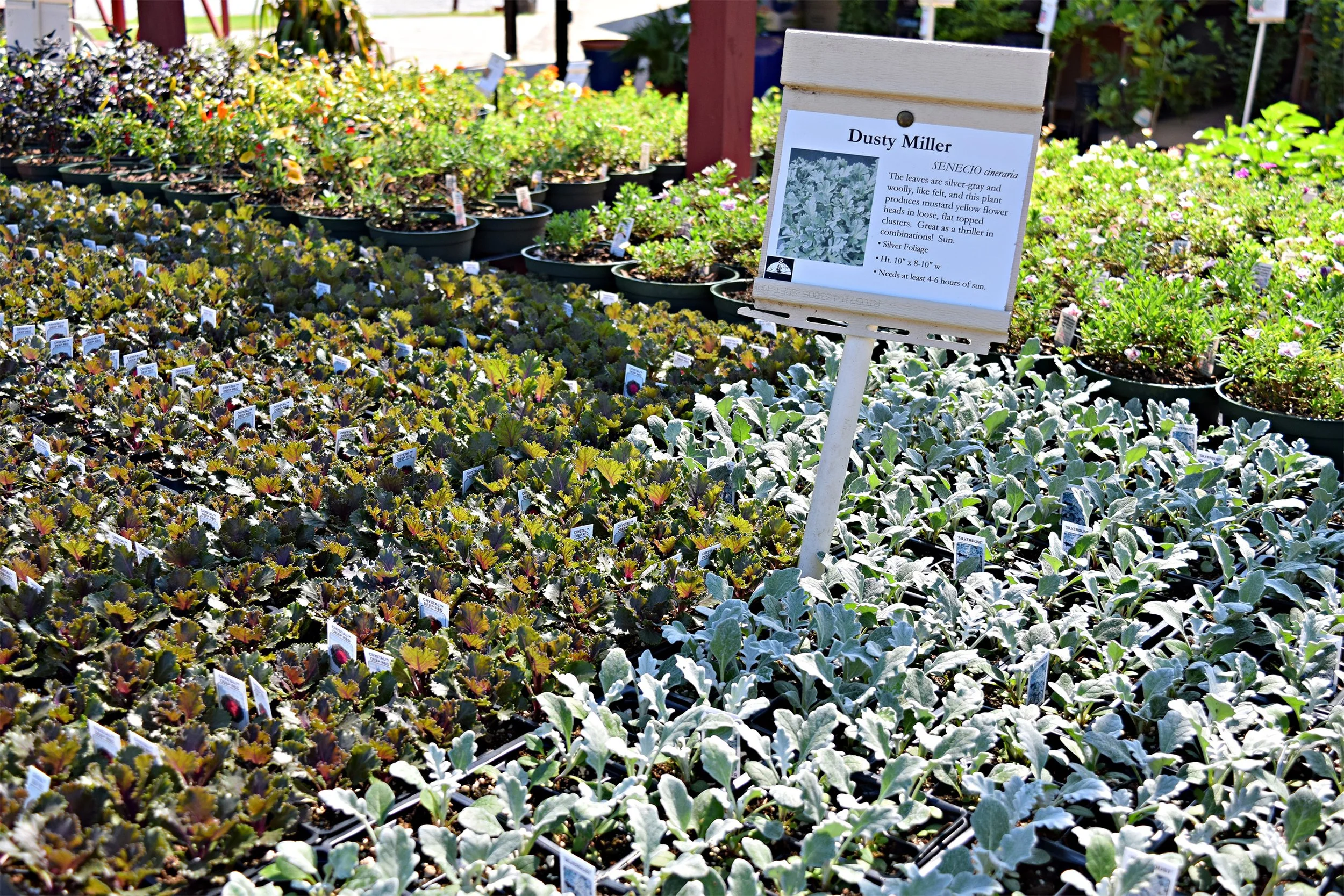 dusty miller.jpg
