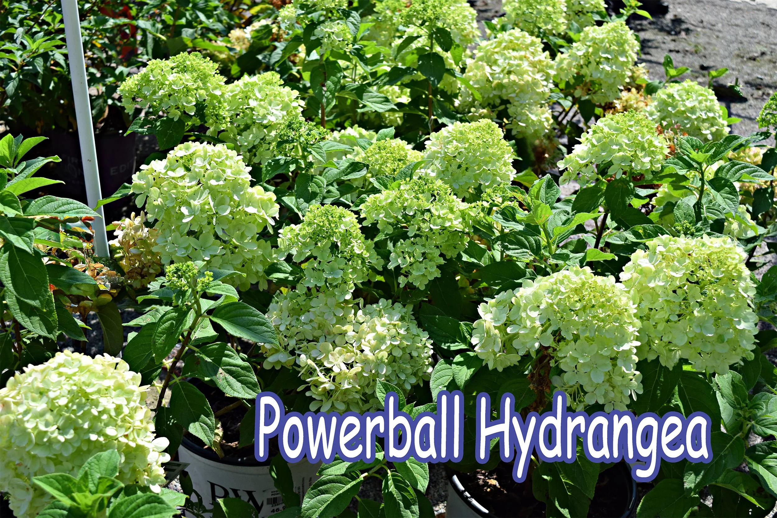 powerball hydrangea.jpg