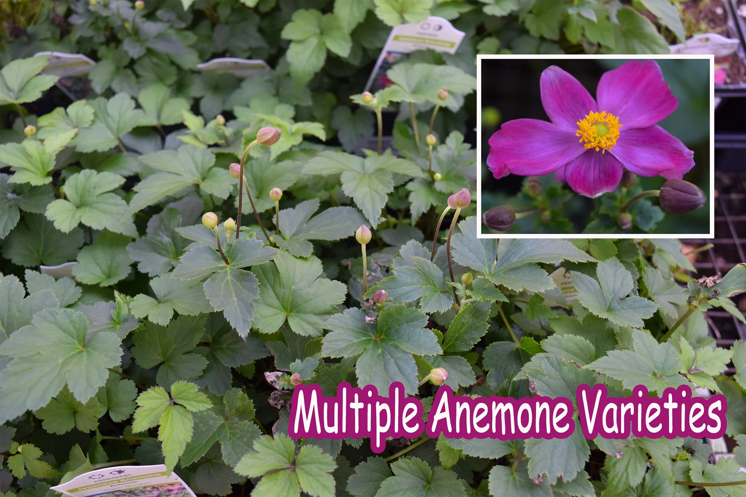 anemone1.jpg