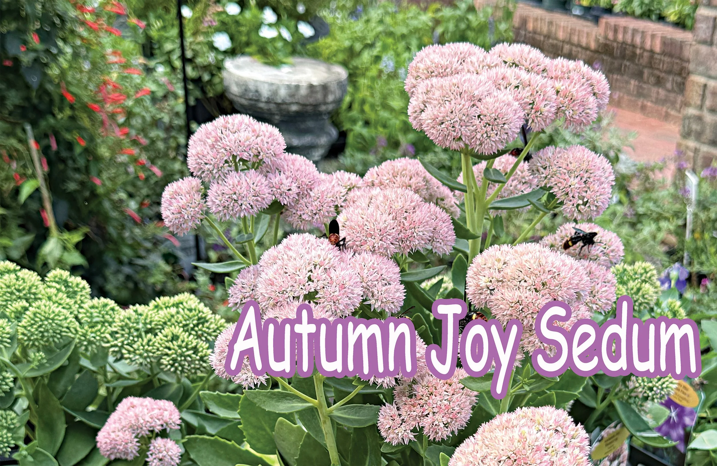 autumn joy sedum.jpg
