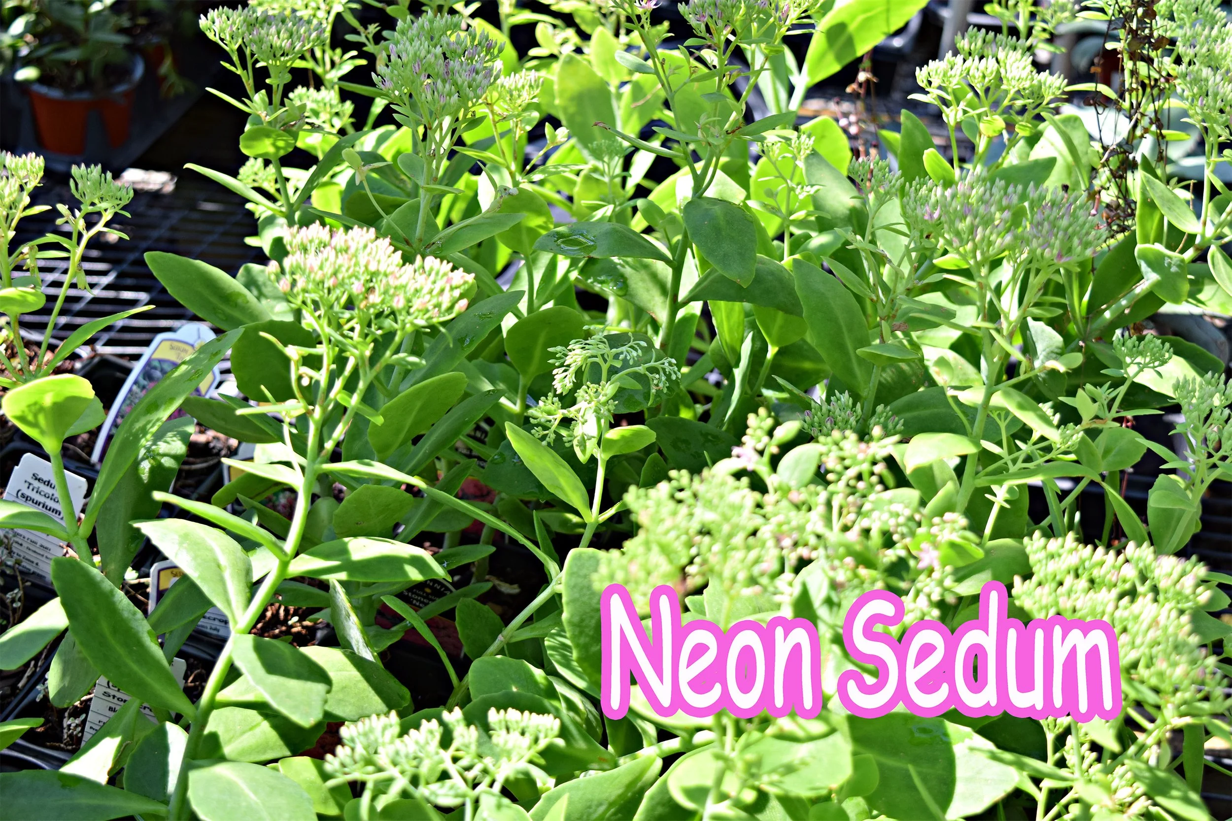 neon sedum.jpg