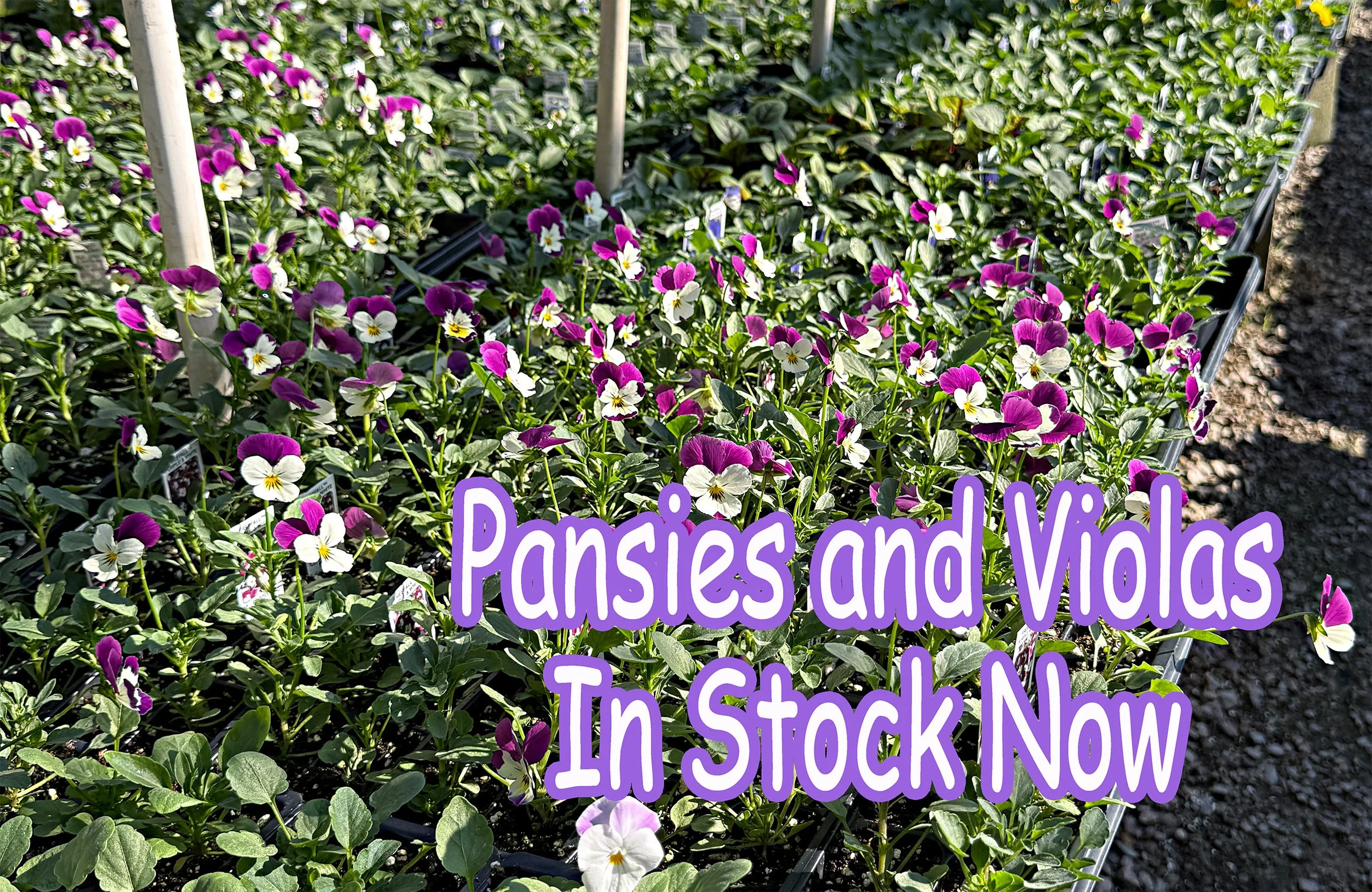 pansies and violas.jpg