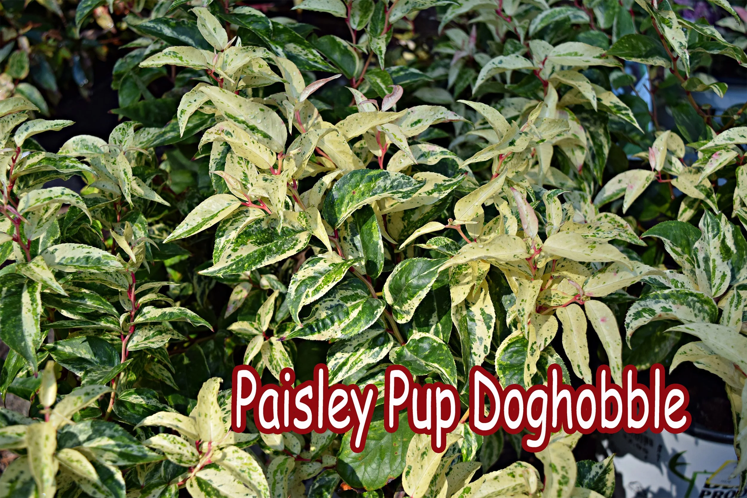paisley pup doghobble.jpg