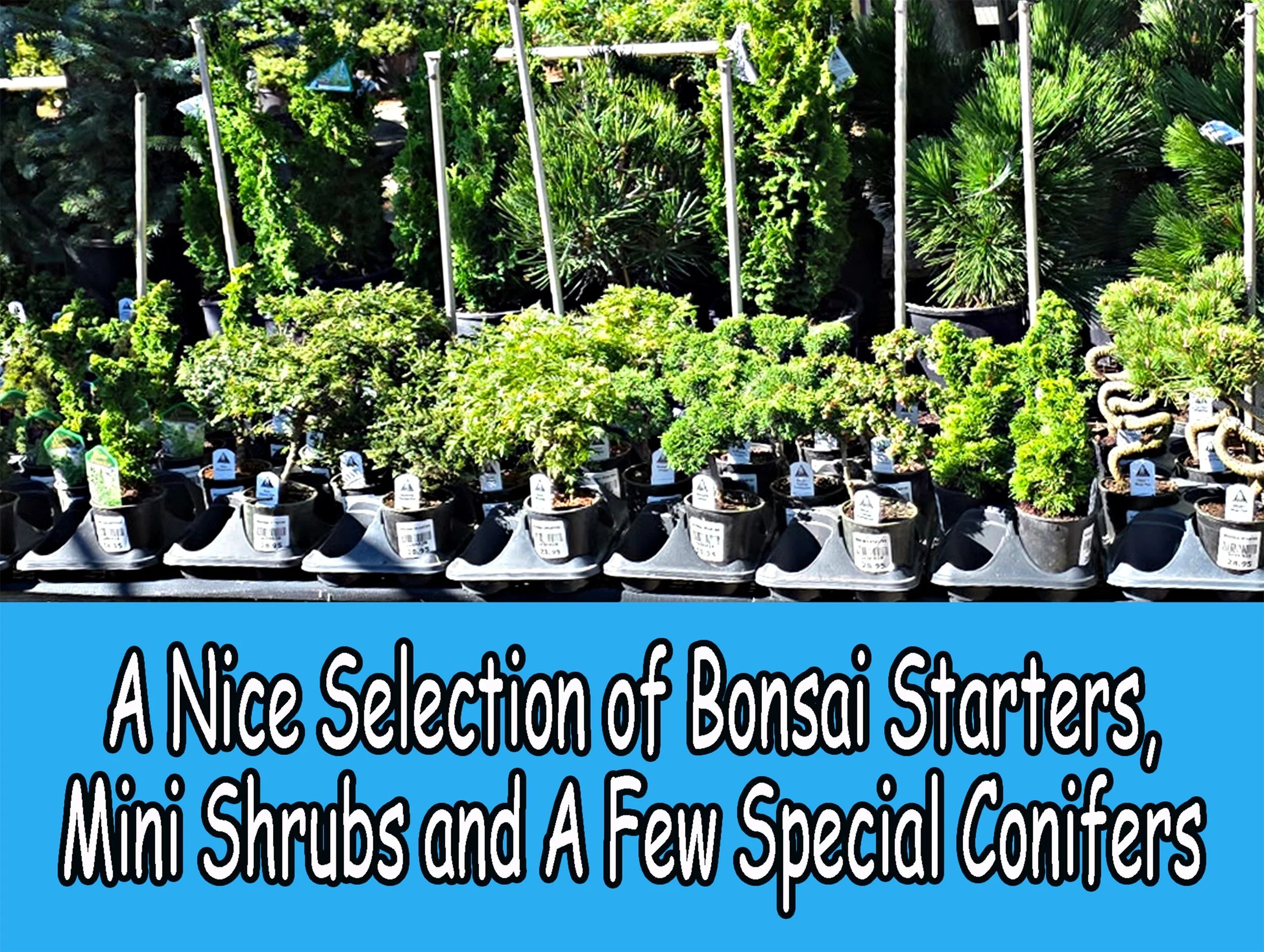 bonsai.jpg