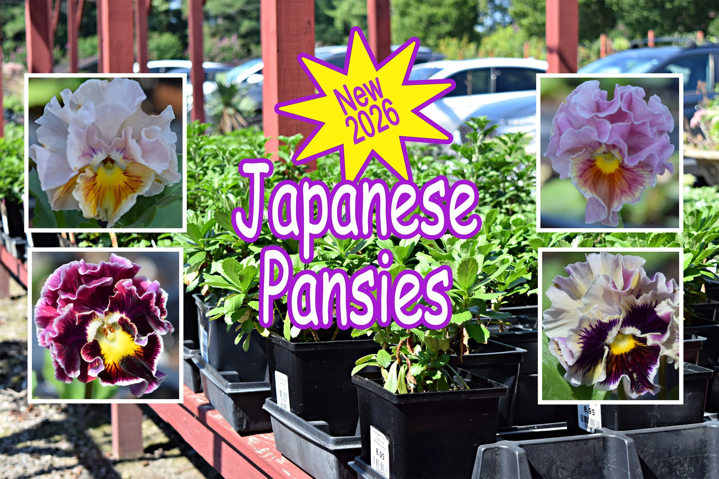 japanese pansies2.jpg