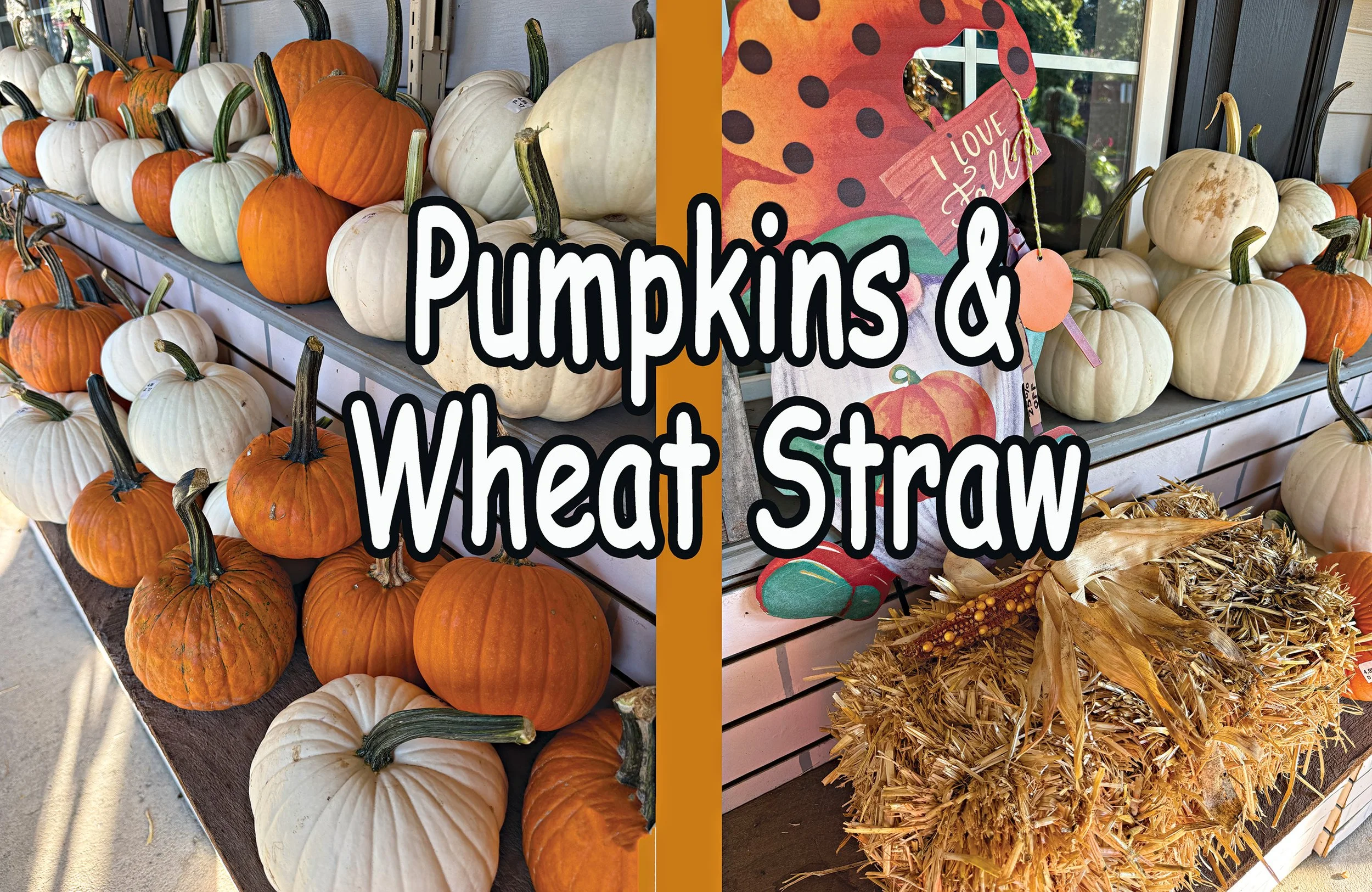 pumpkins1.jpg