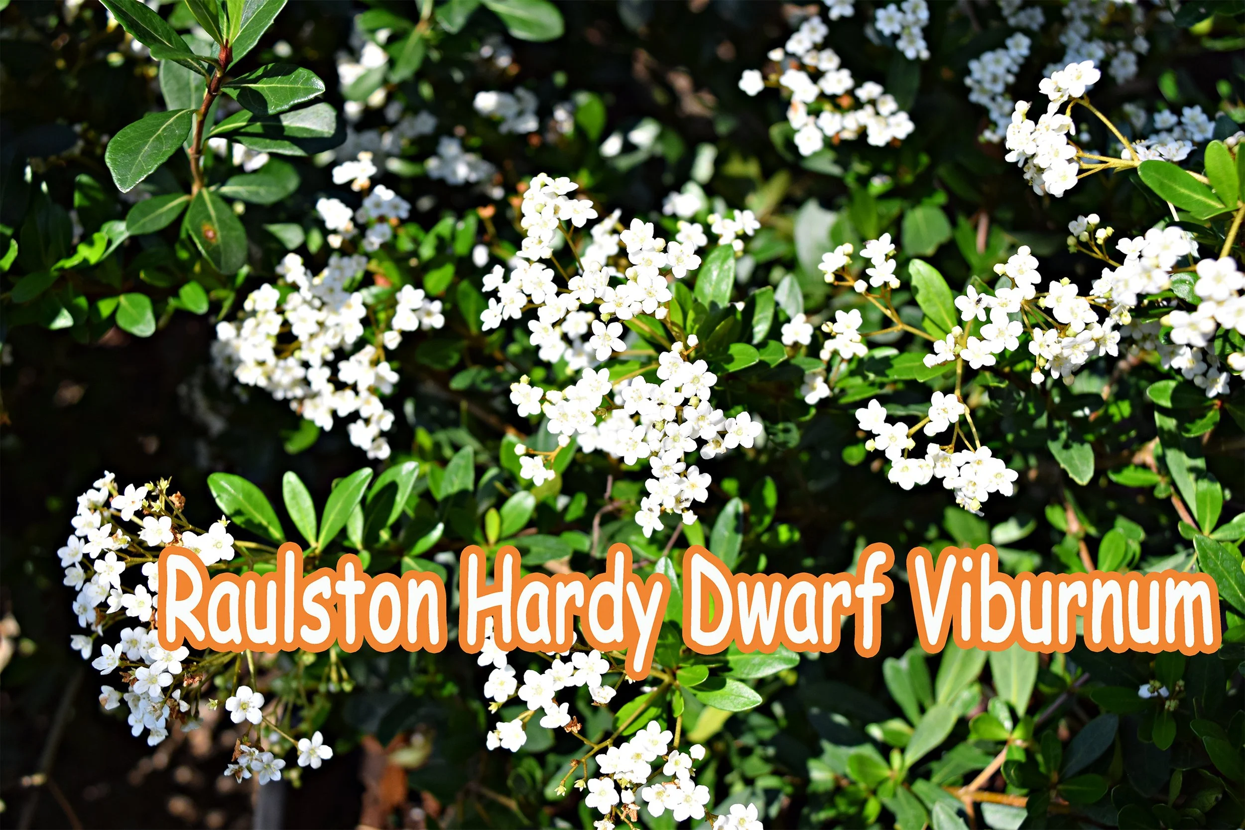 raulston hardy viburnum.jpg