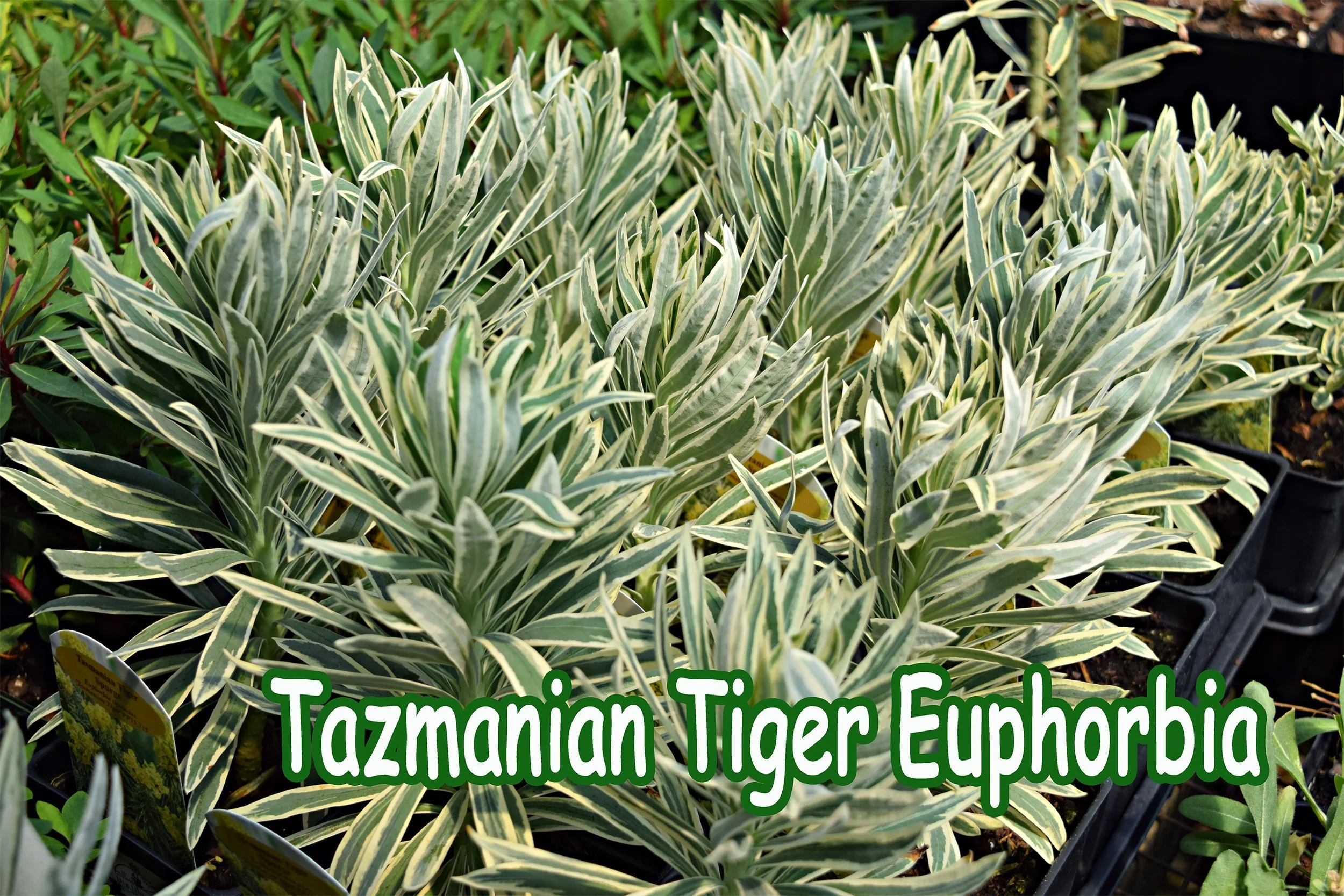 euphorbia.jpg
