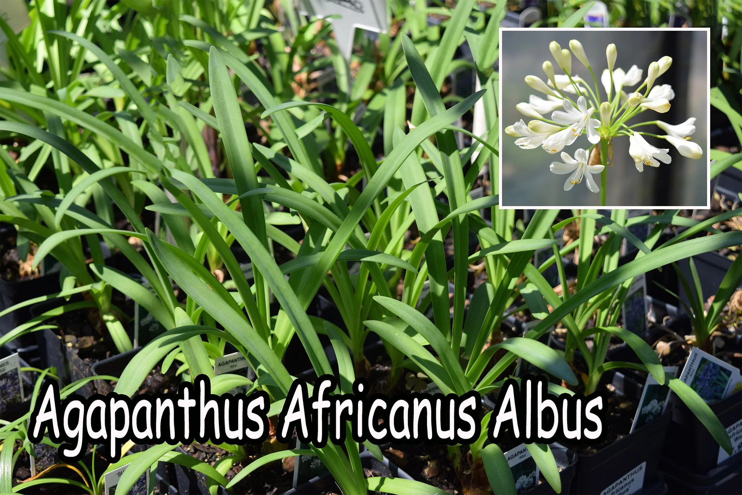 agapanthus.jpg