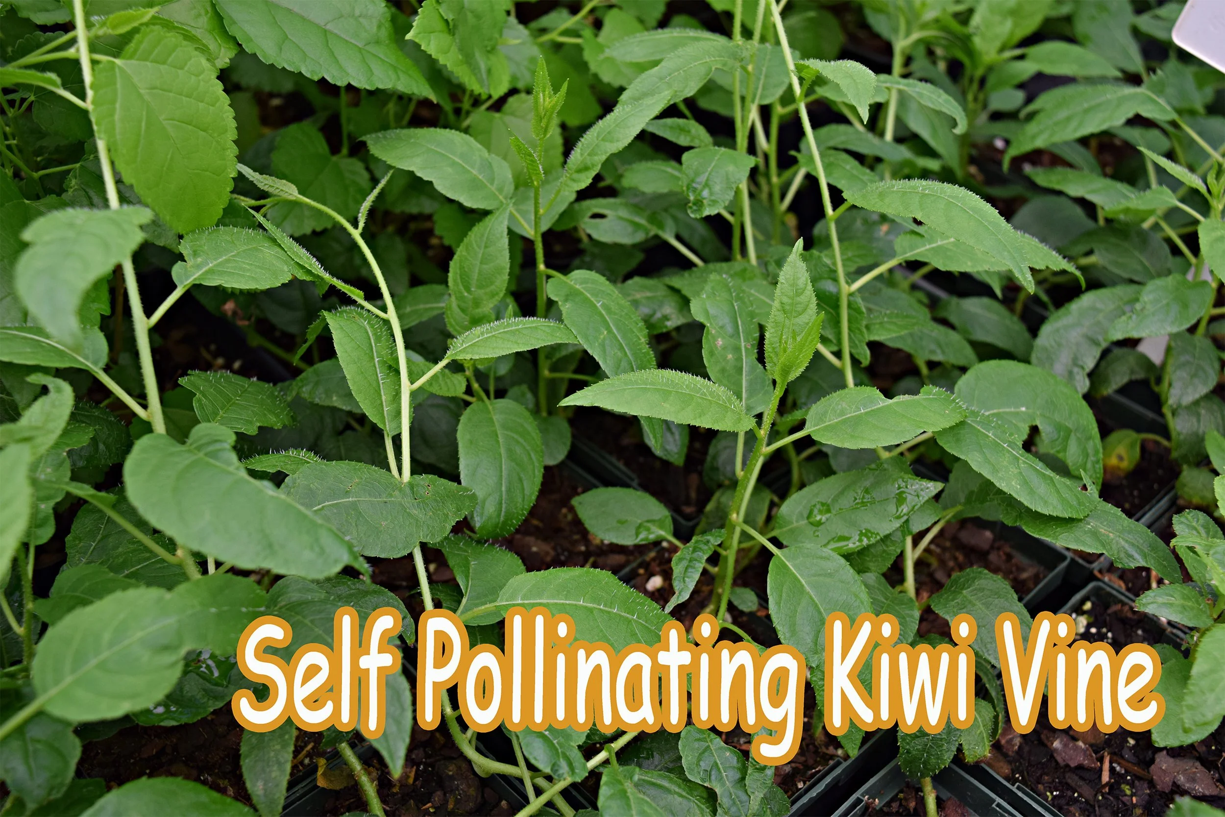 kiwi vine.jpg