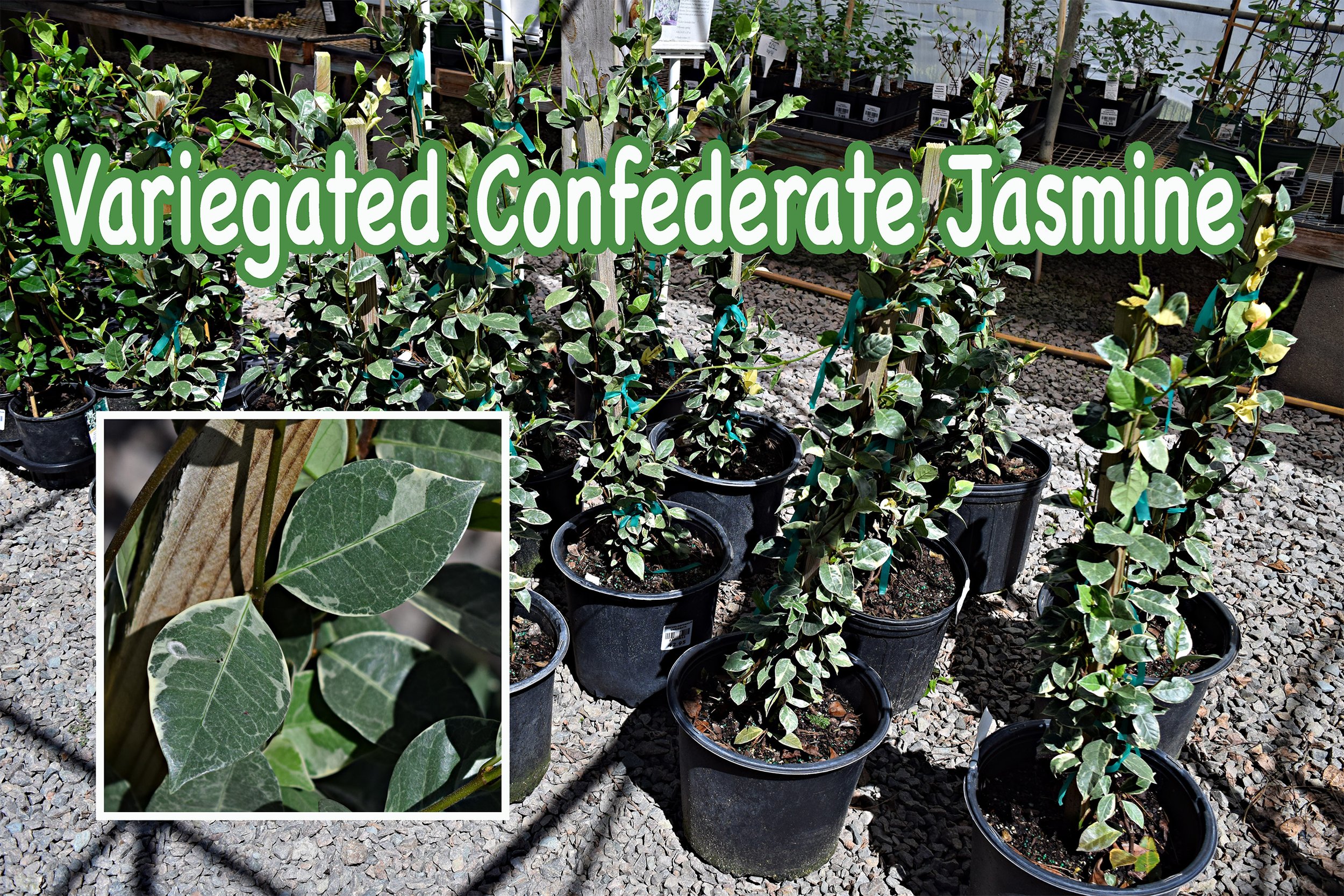 confederate jasmine.jpg