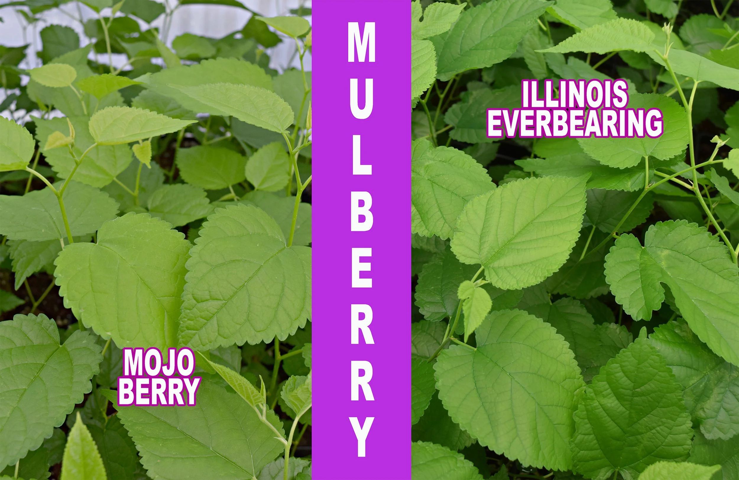 mullberry.jpg