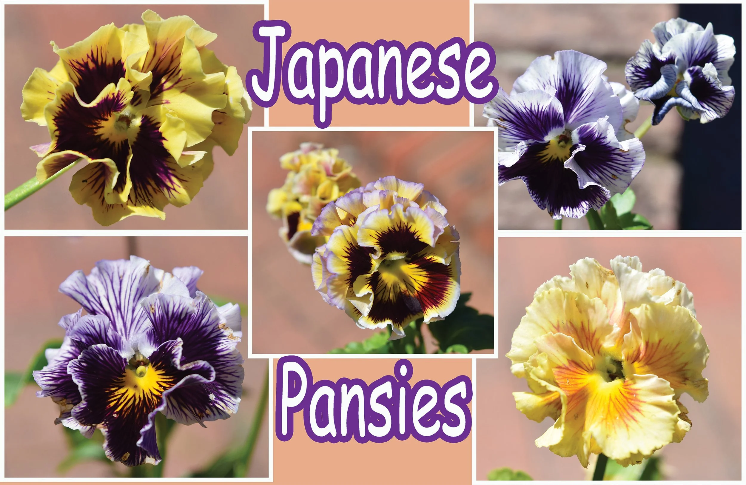 japanese pansies.jpg