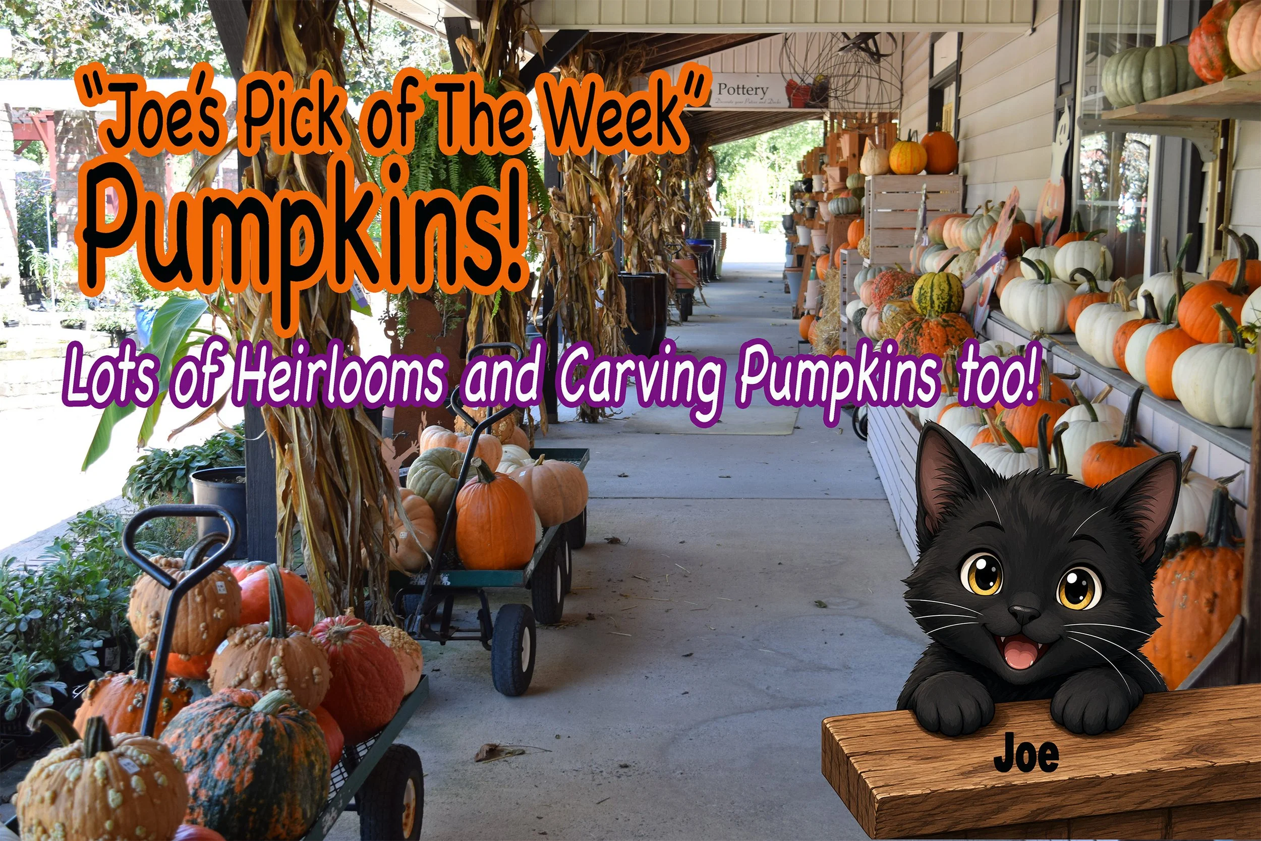 Joe_pumpkins.jpg
