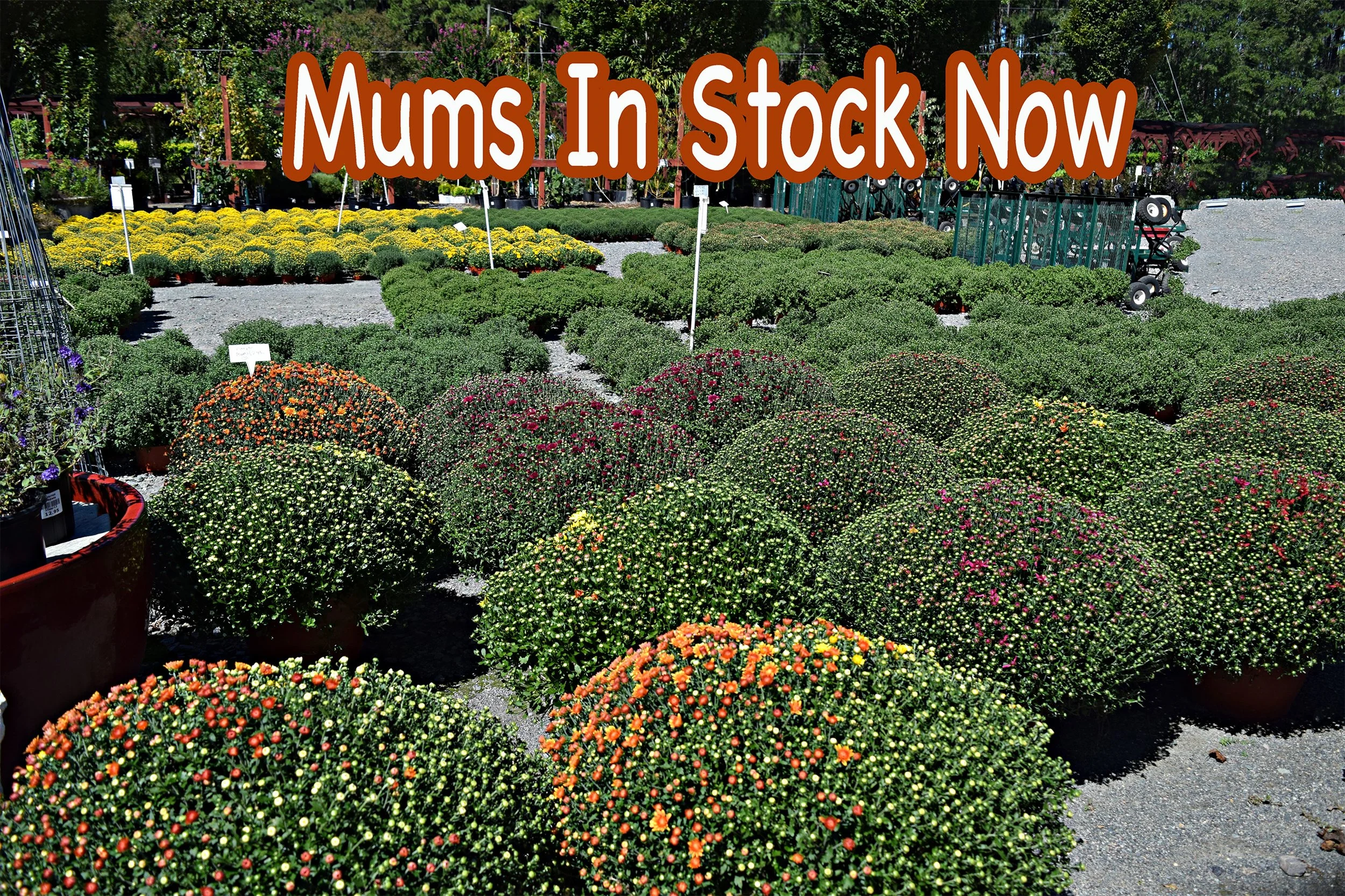 mums.jpg