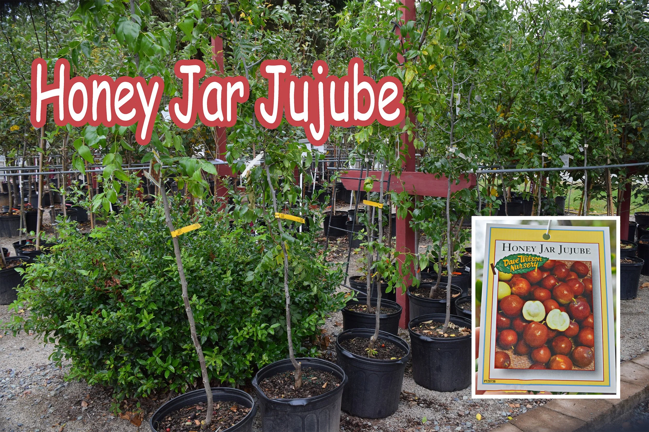 Honey Jar jujube .jpg