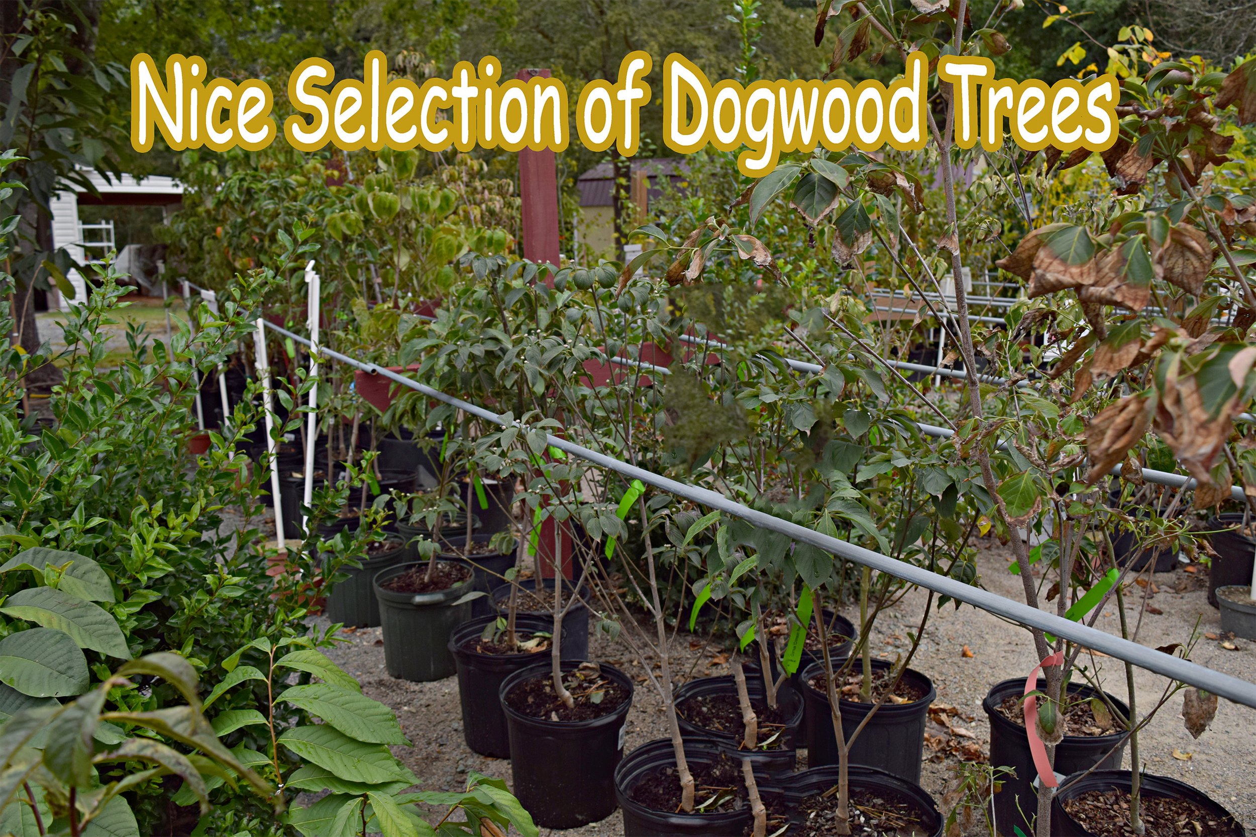 Dogwood2.jpg