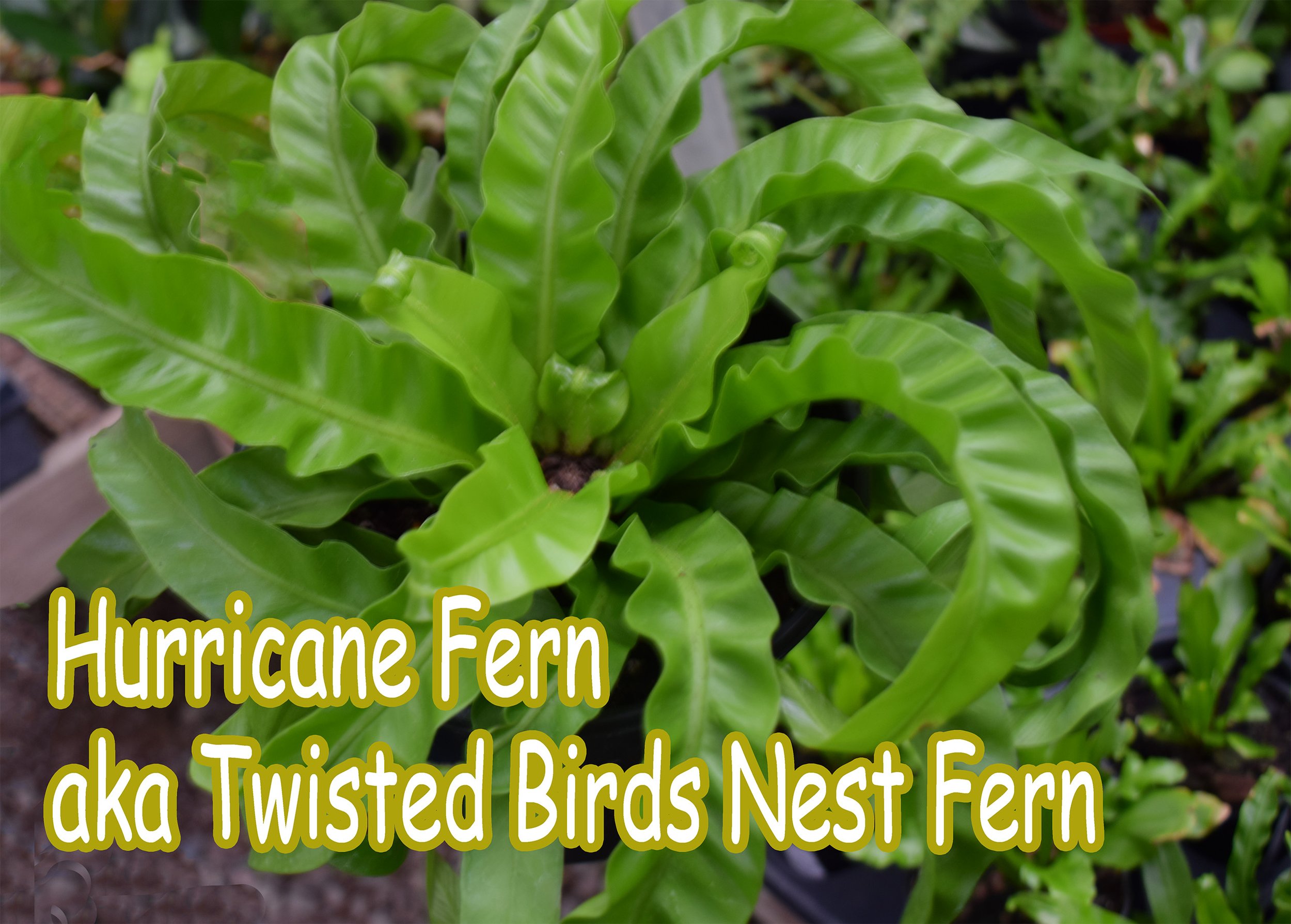 hurricane fern.jpg