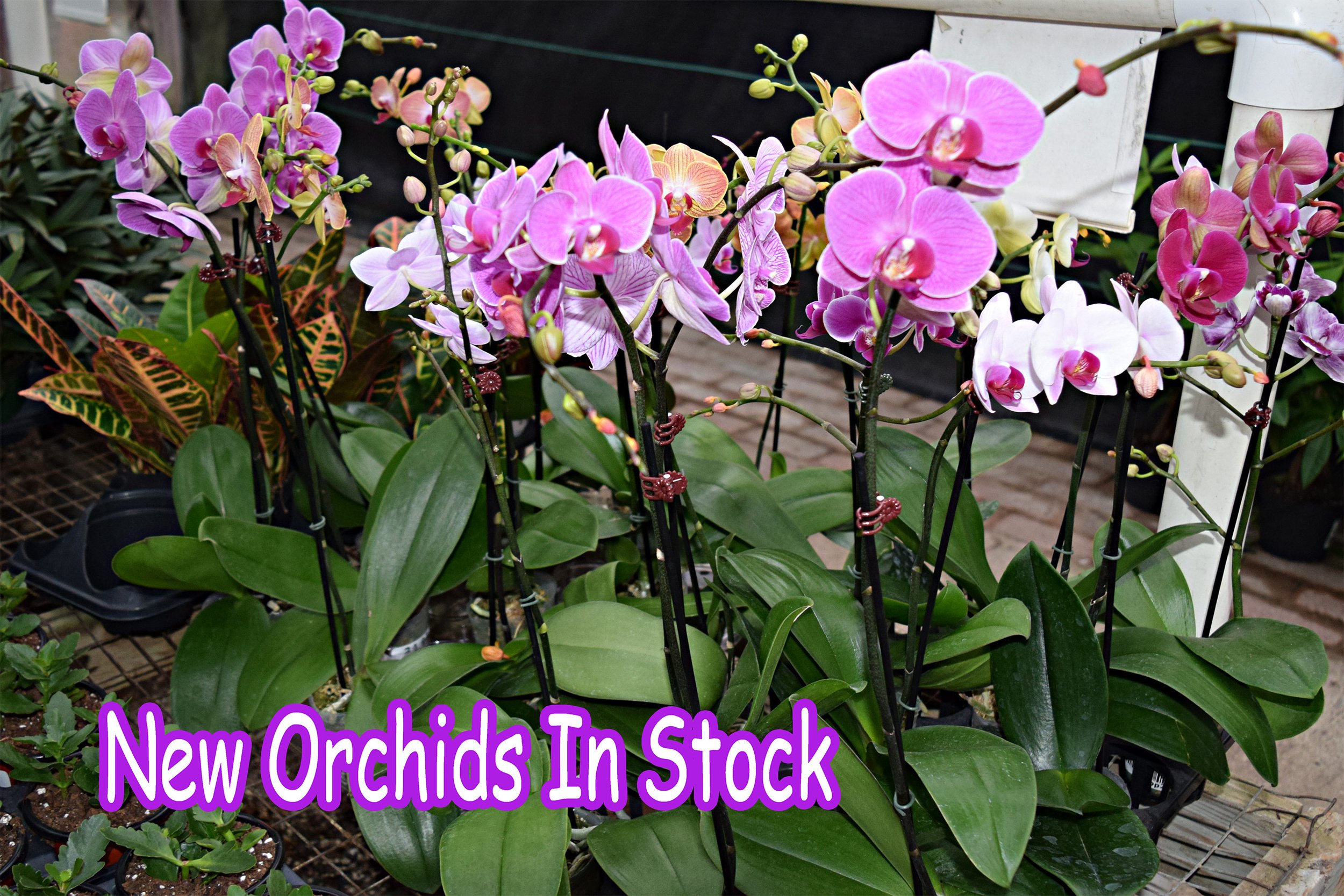 orchids.jpg