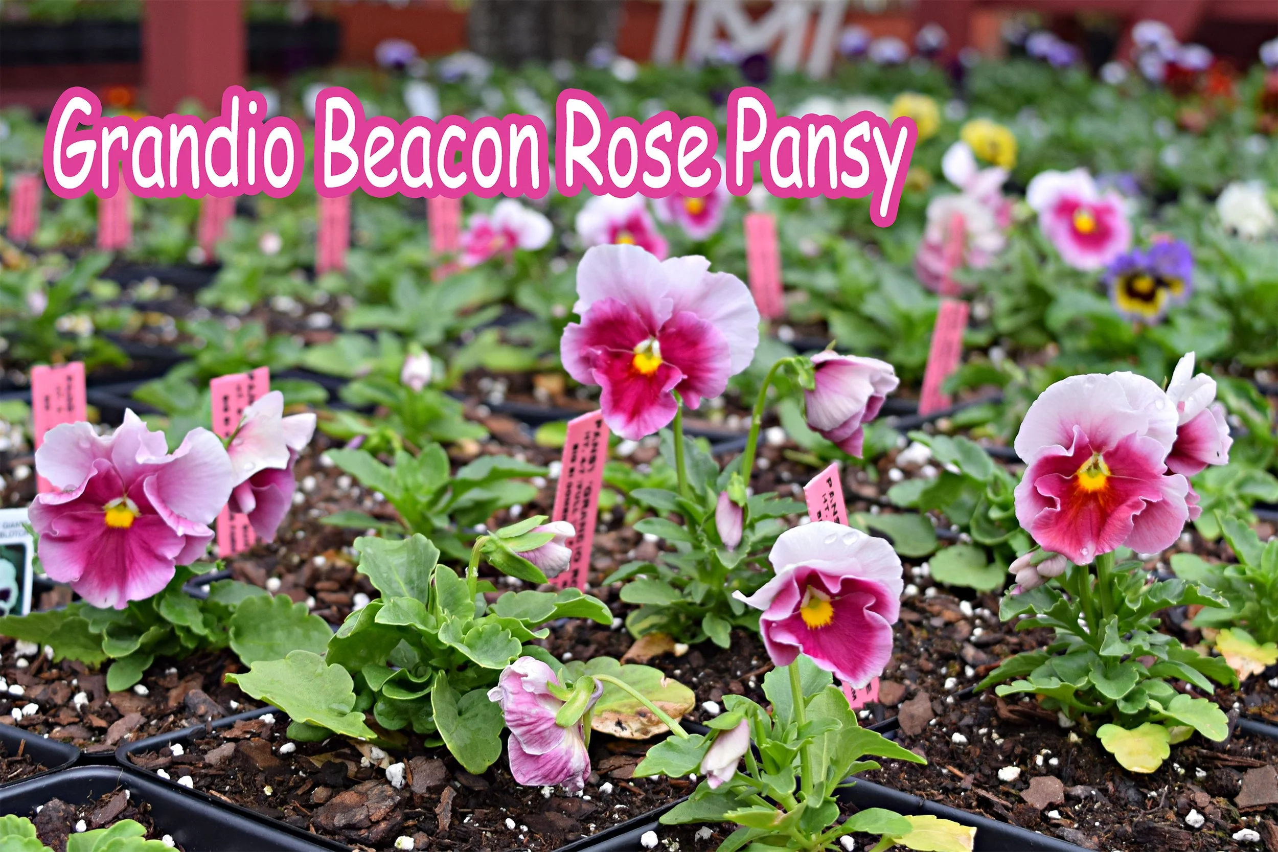 pink pansy.jpg