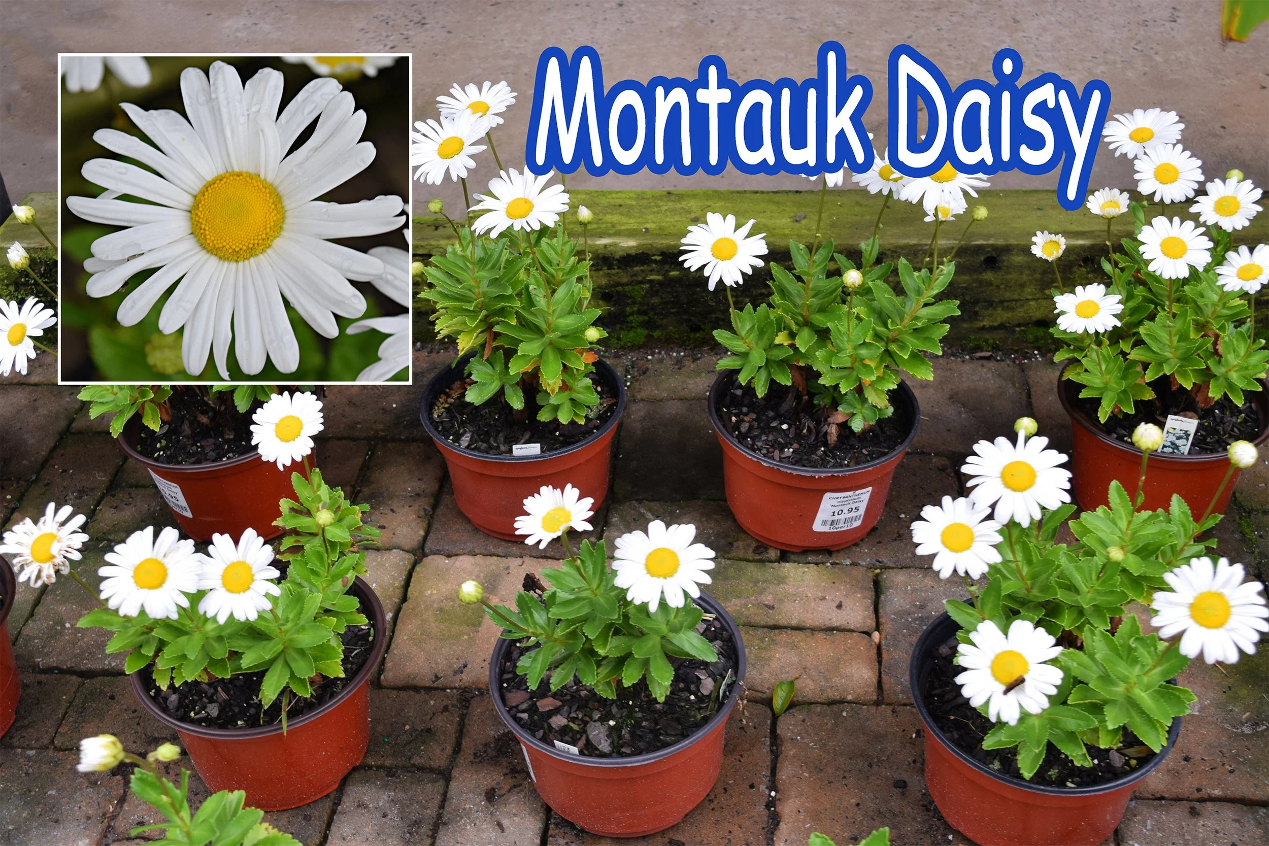 montauk daisy.jpg