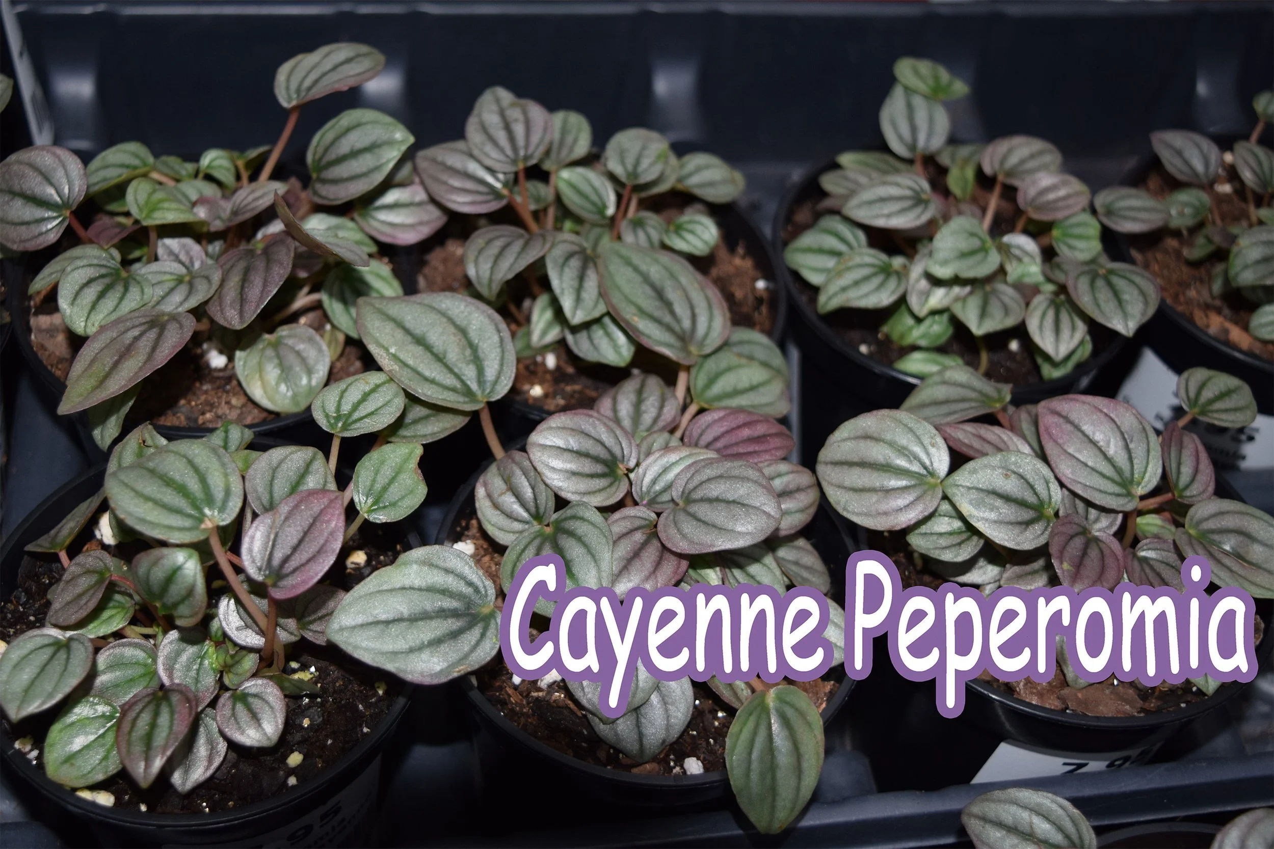 cayenne peperomia.jpg