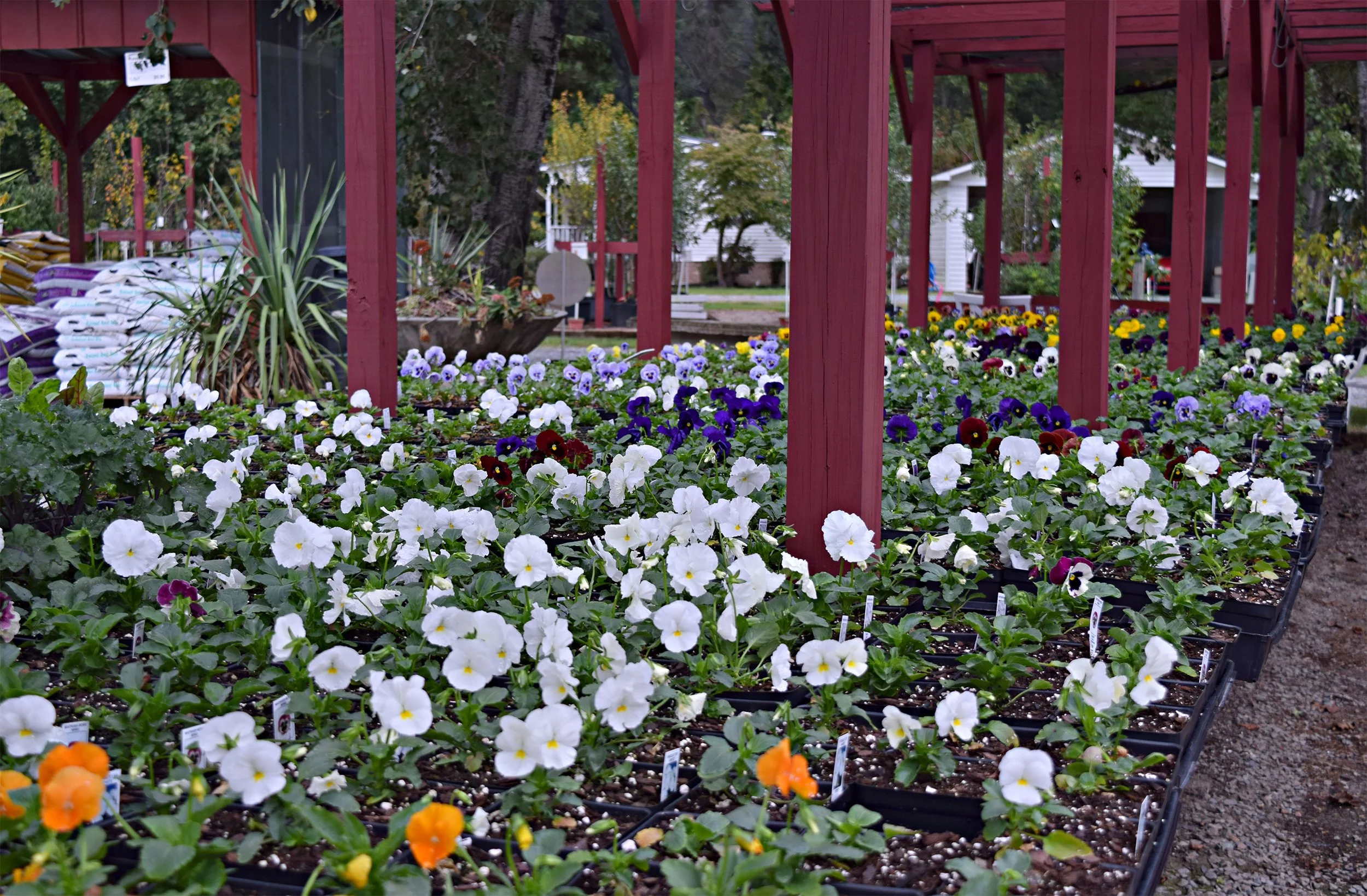 pansies.jpg