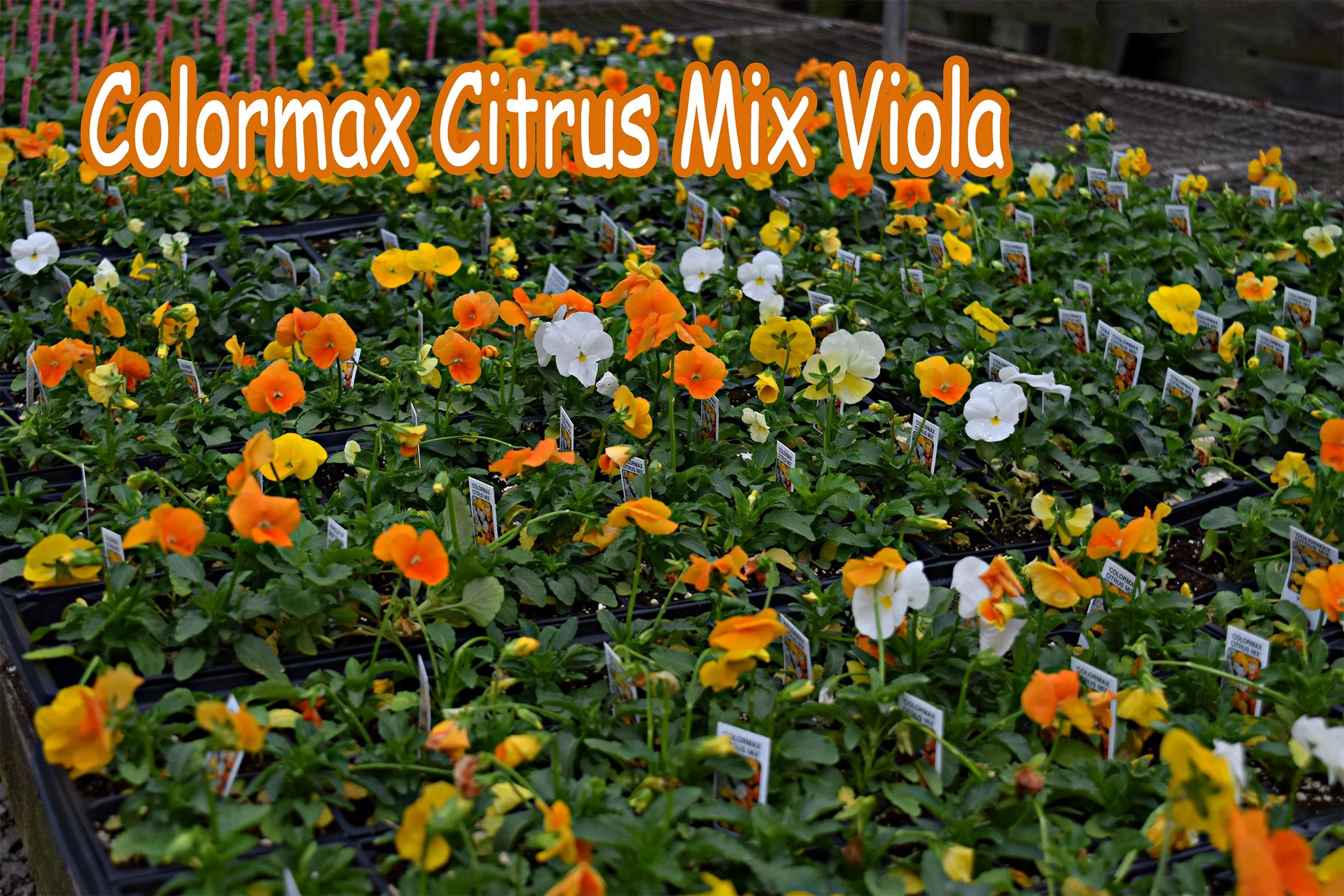 citrus mix viola.jpg