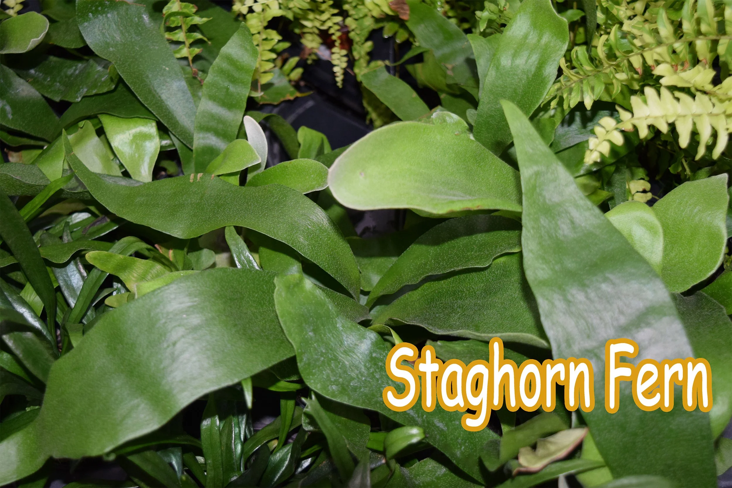 staghorn fern.jpg