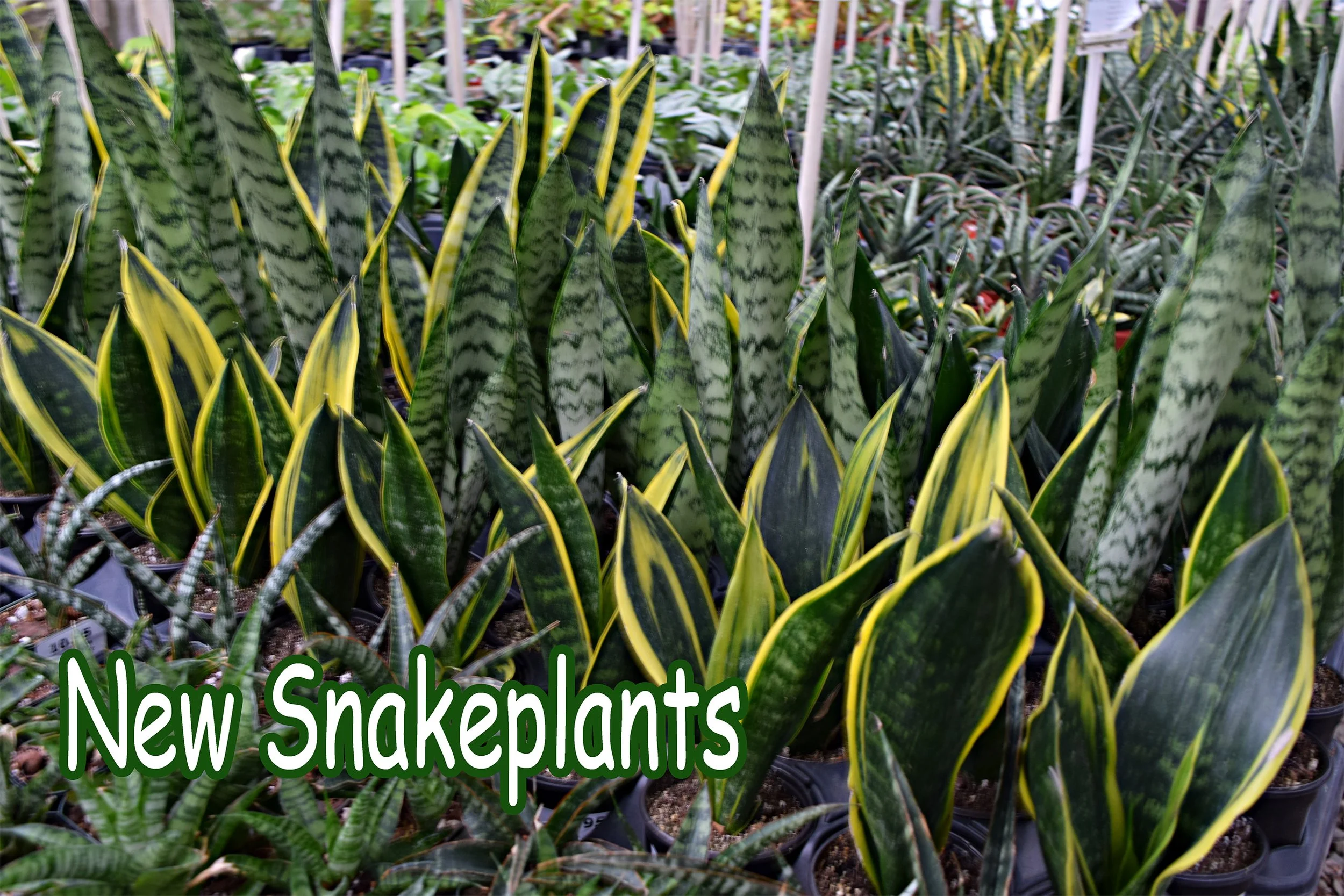 snakeplants.jpg