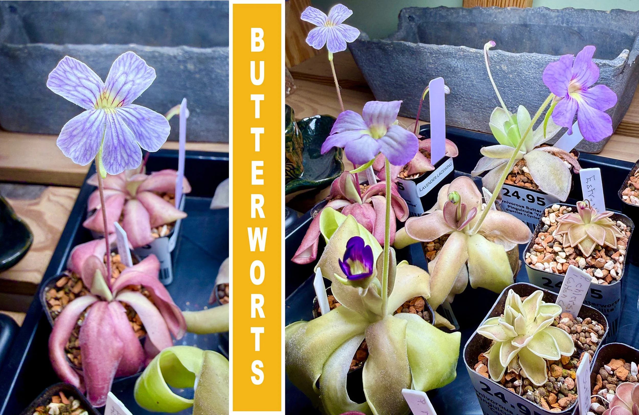 BUTTERWORTMASTER6.jpg