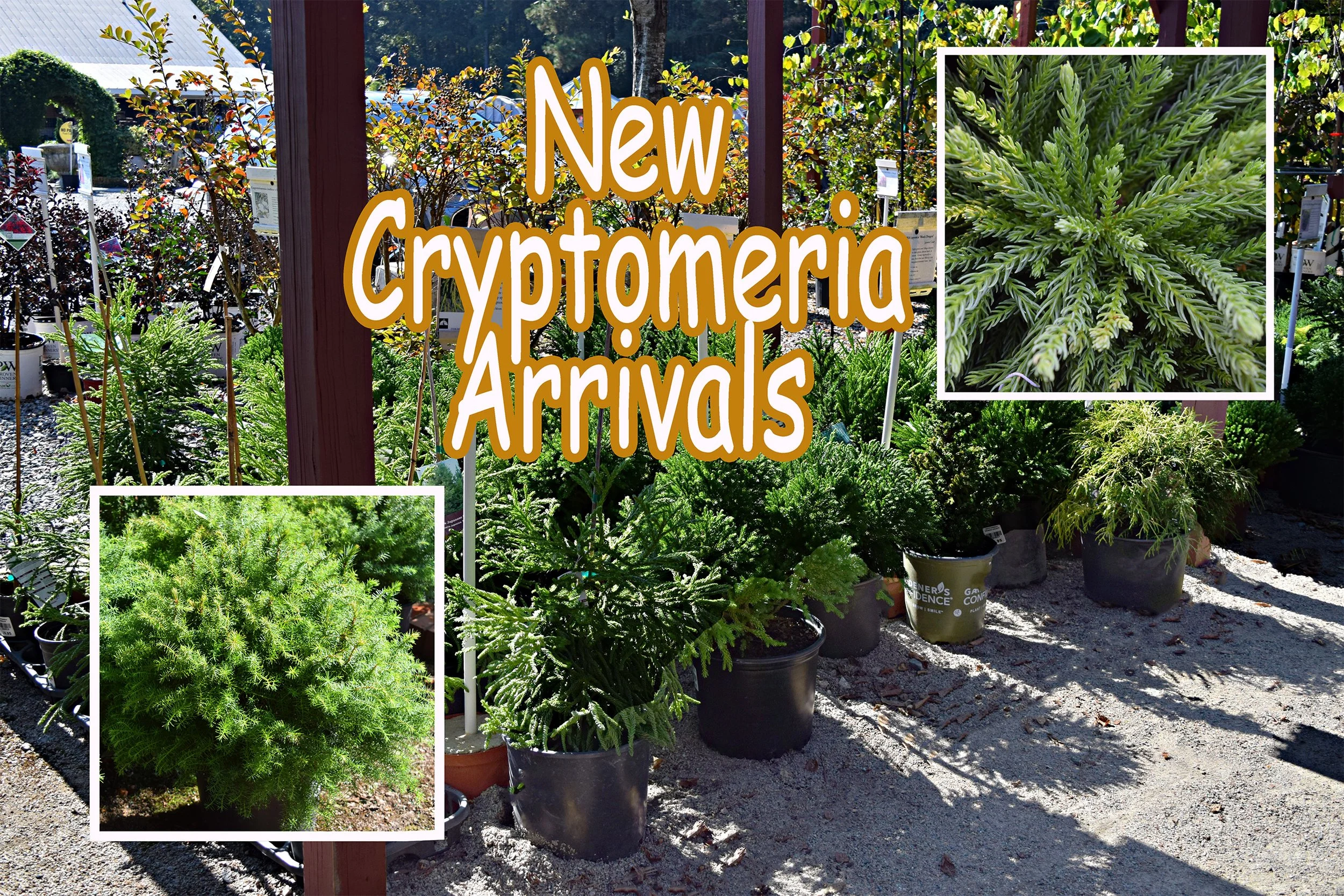 cryptomeria.jpg