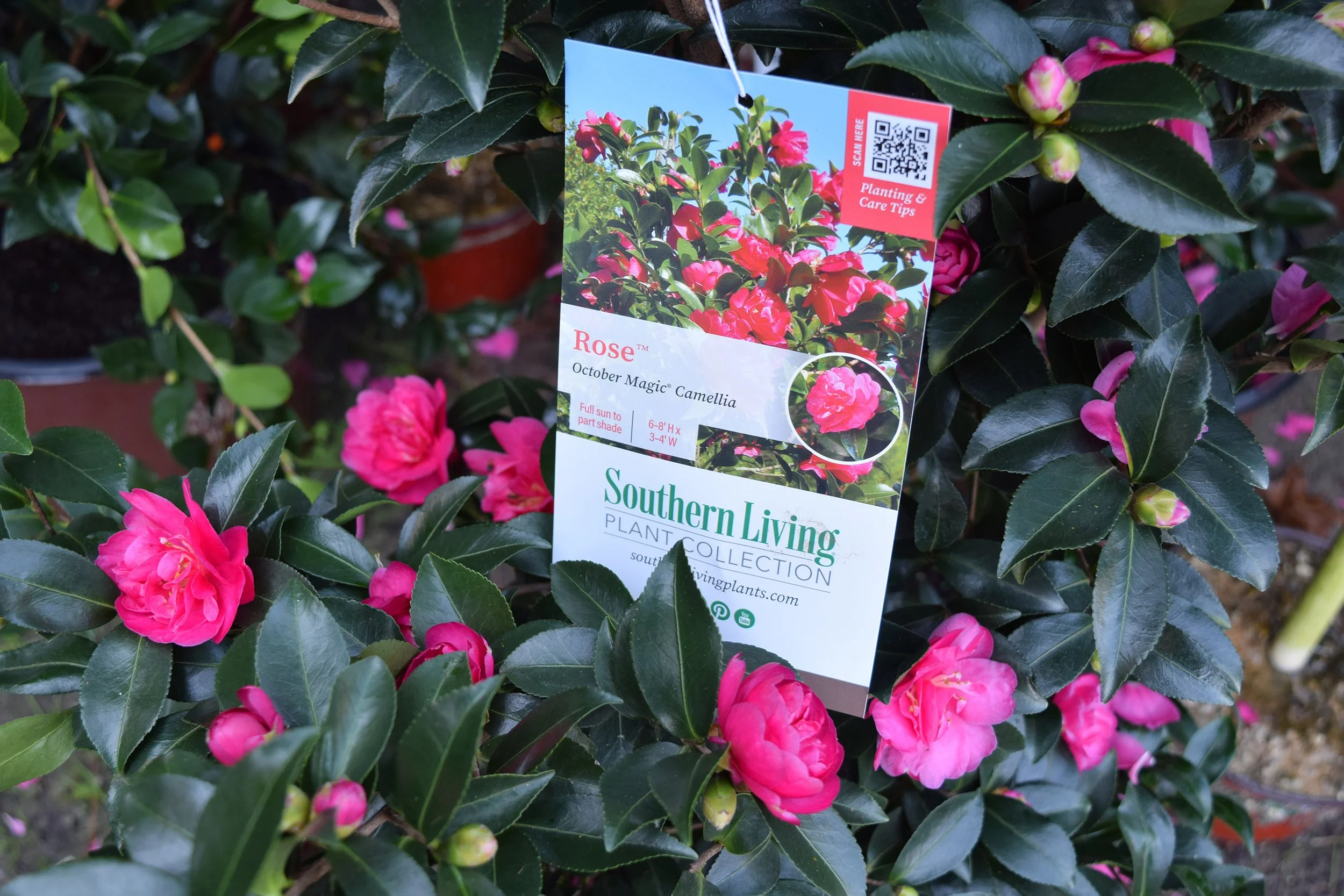 camellia.jpg