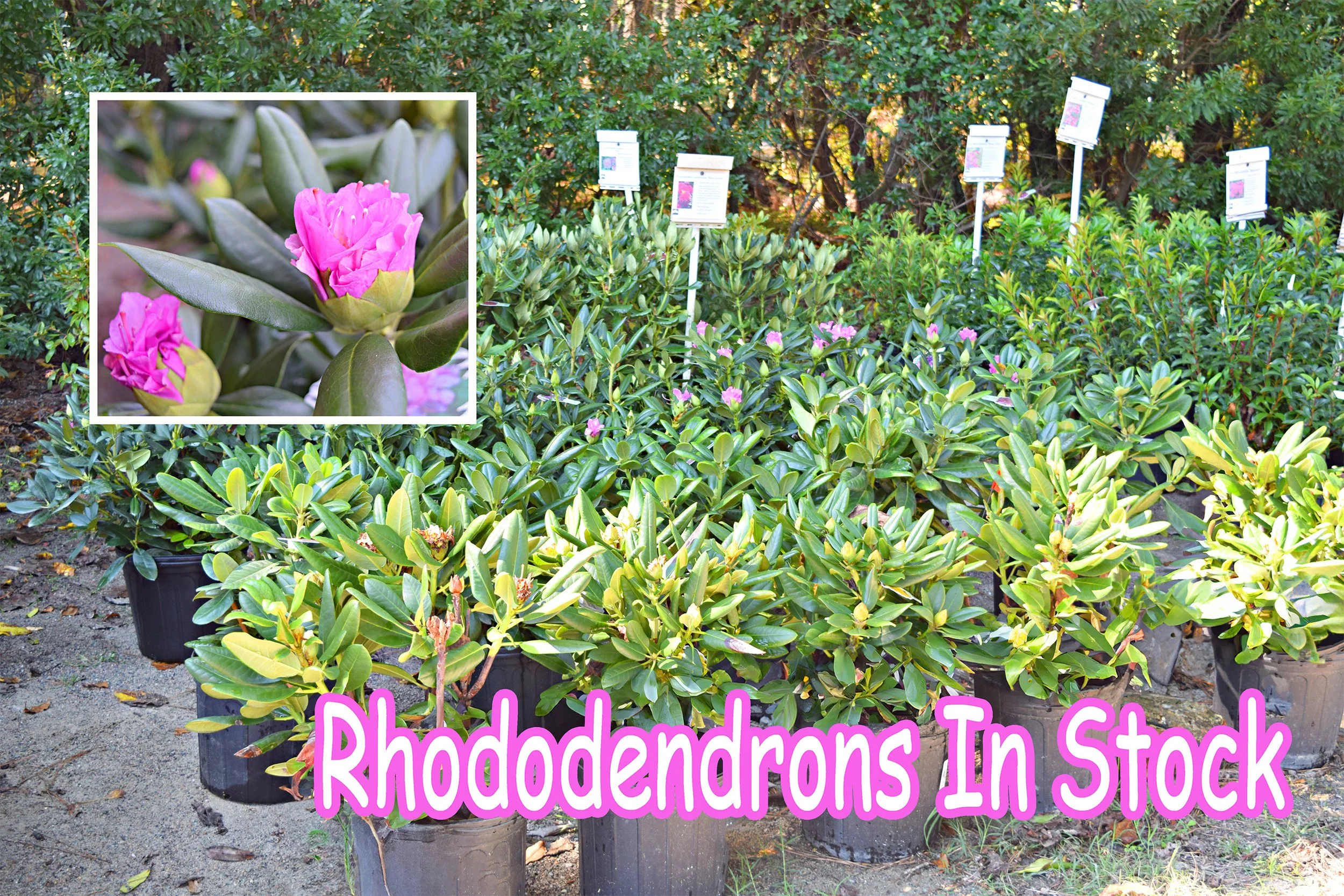 rhododendrons.jpg