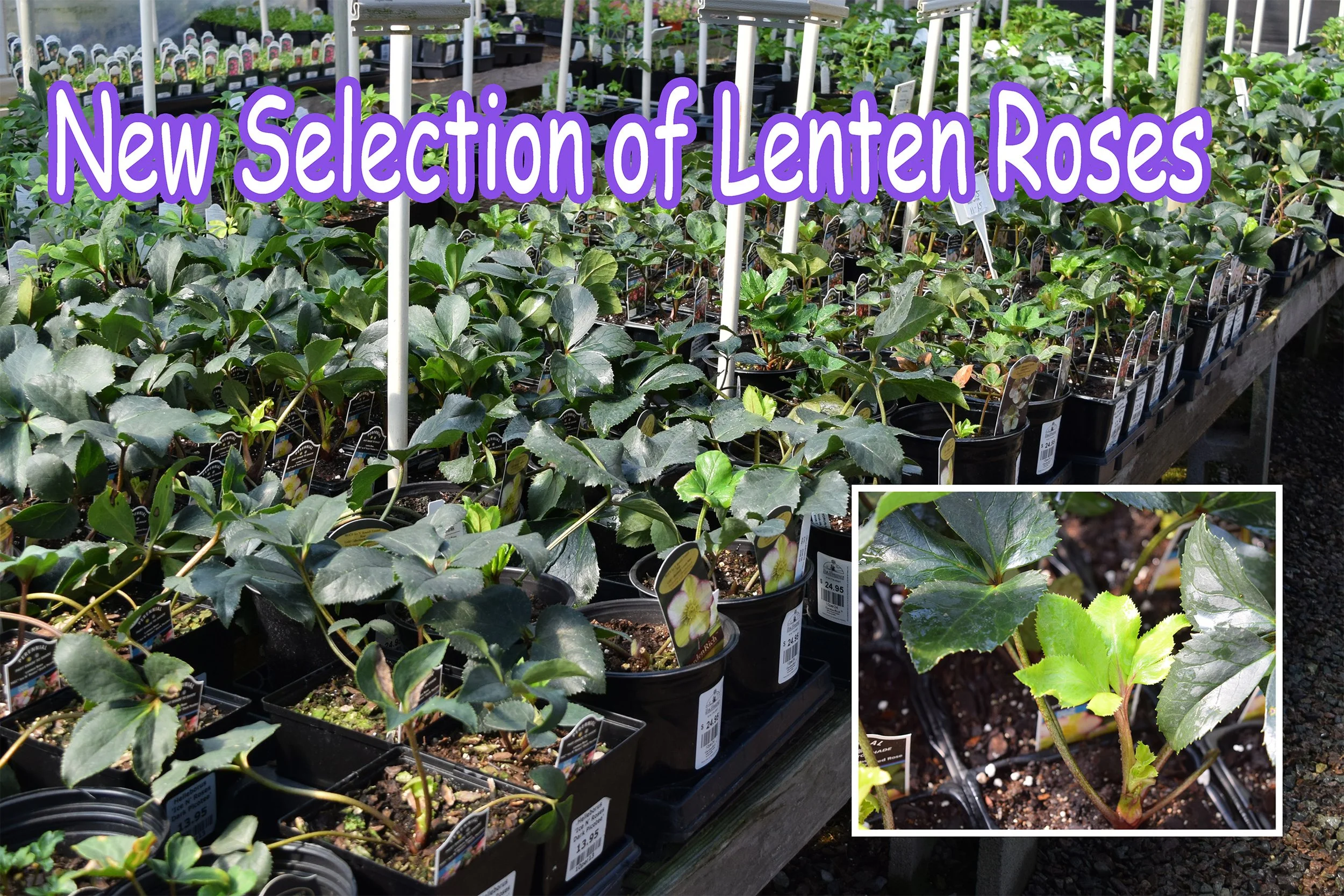 lenten roses.jpg